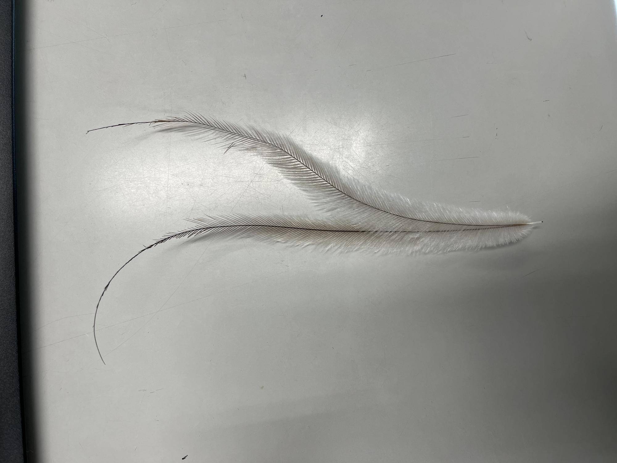 エミュー 羽 (1).jpg