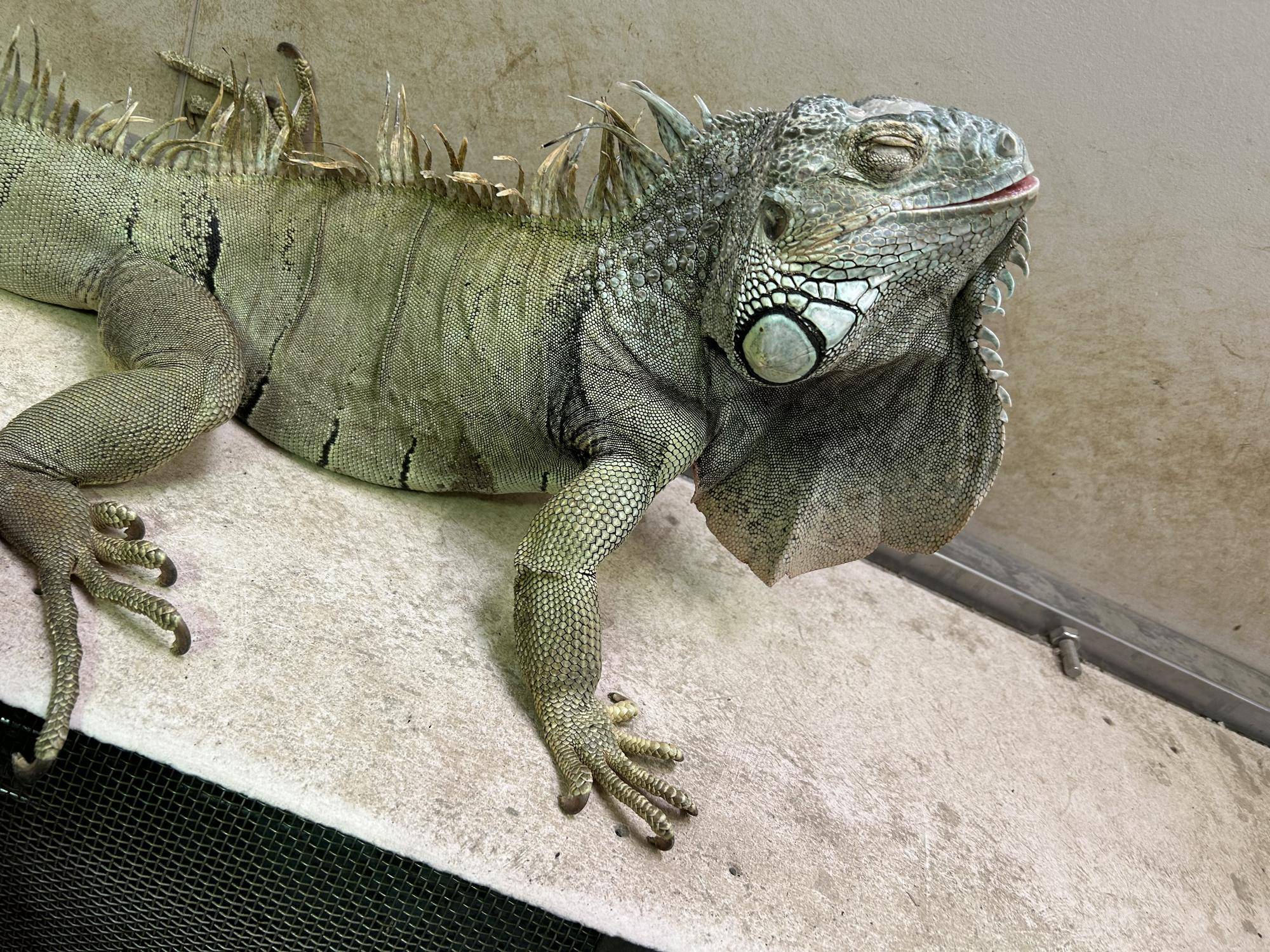 体重計に乗る前のグリーンイグアナ.jpg