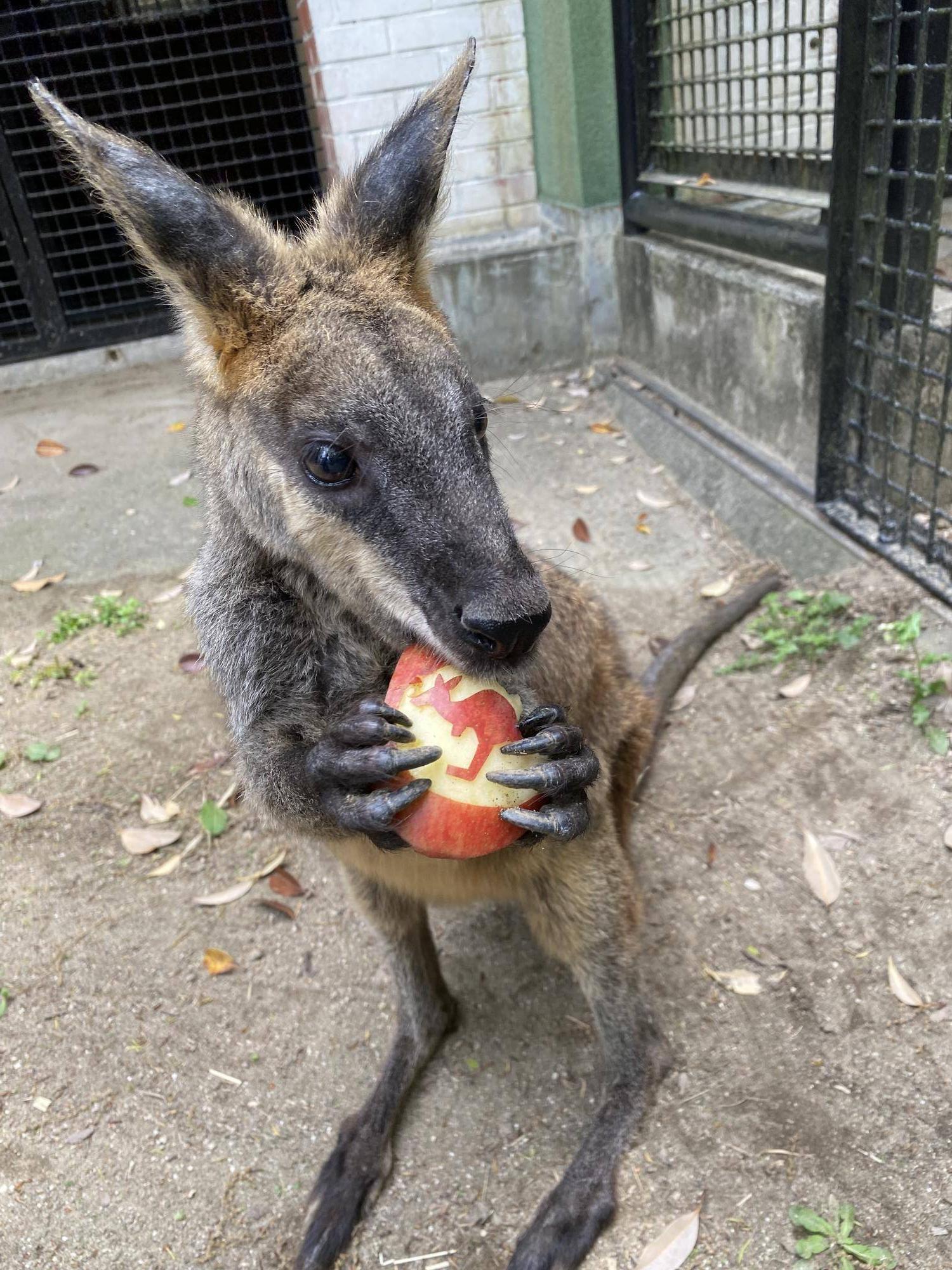 ヤサブローリンゴ食べる