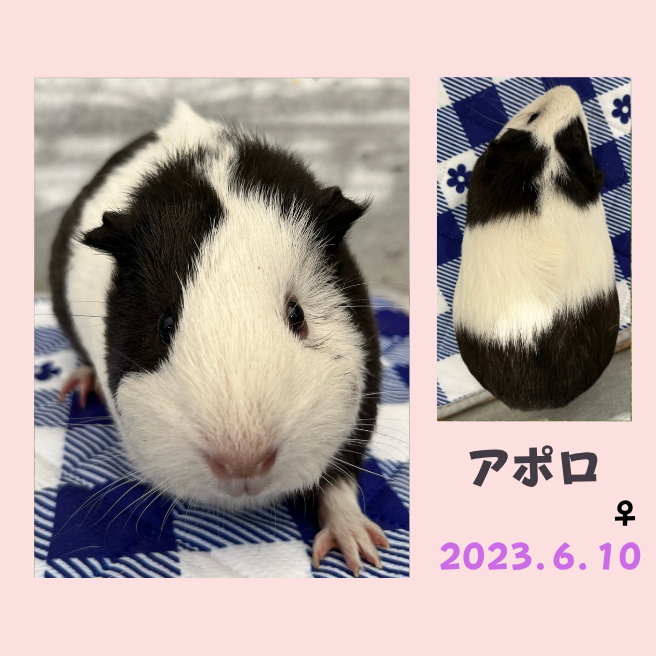 アポロ.png
