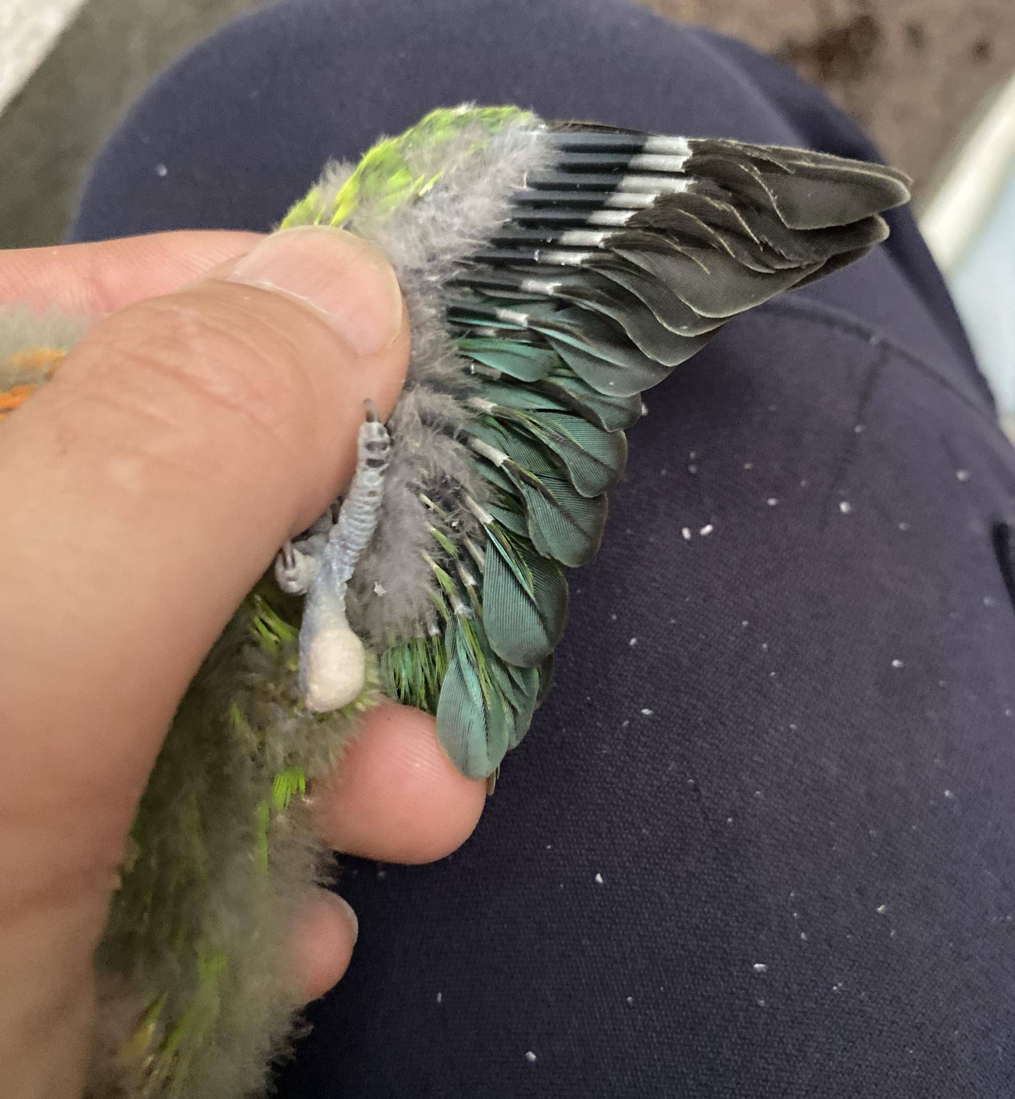 約30日齢　インコ雛　左翼.jpg