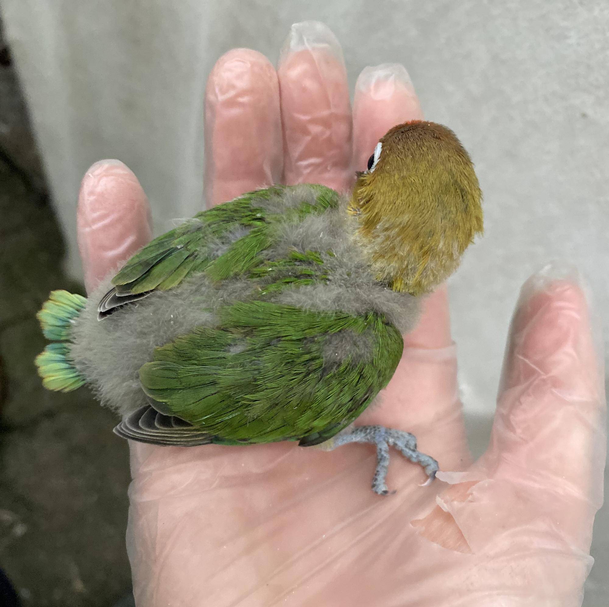 約30日齢　インコ雛　背中.jpg
