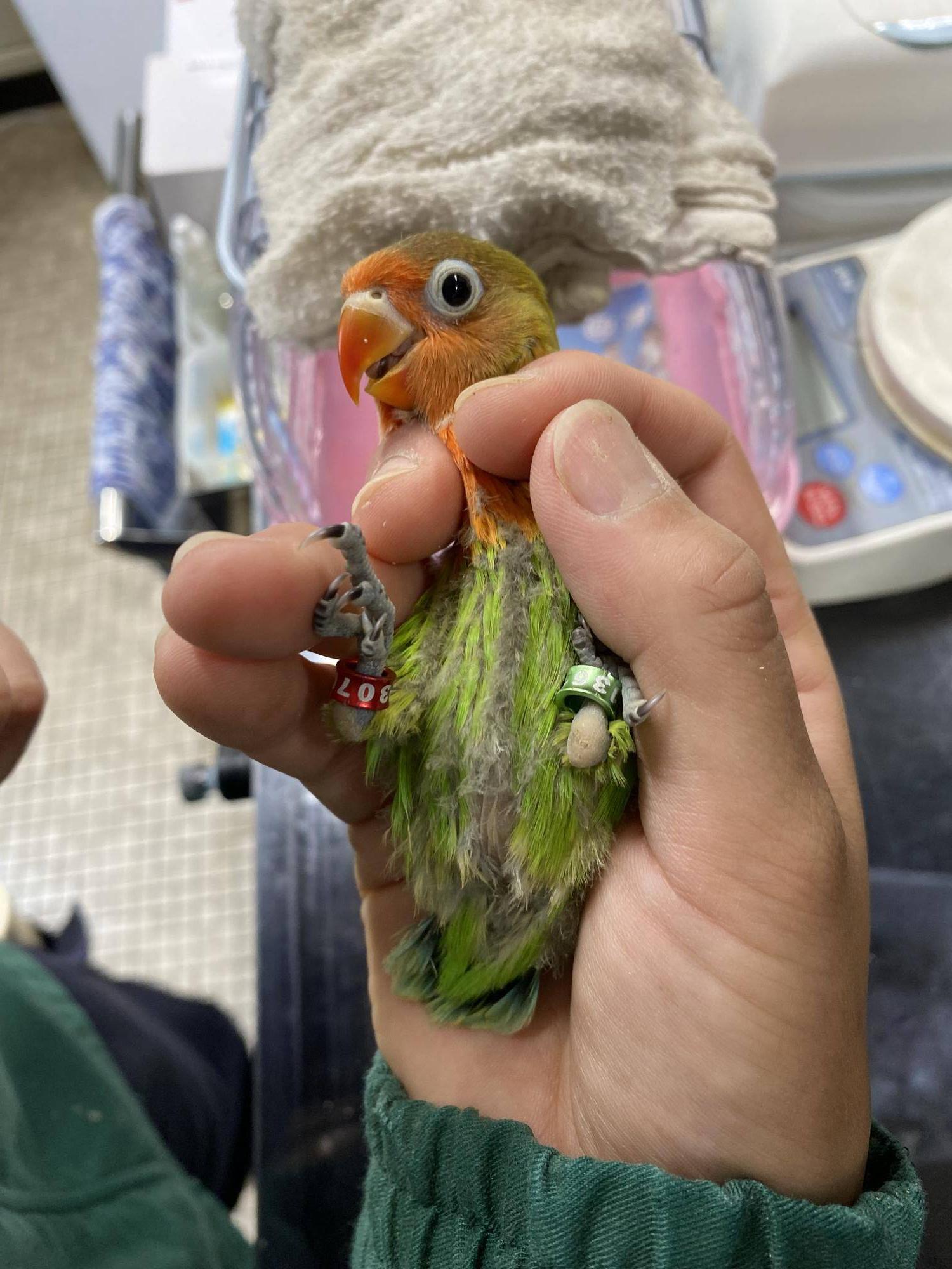 36日齢　インコ雛　脚環付け.jpg