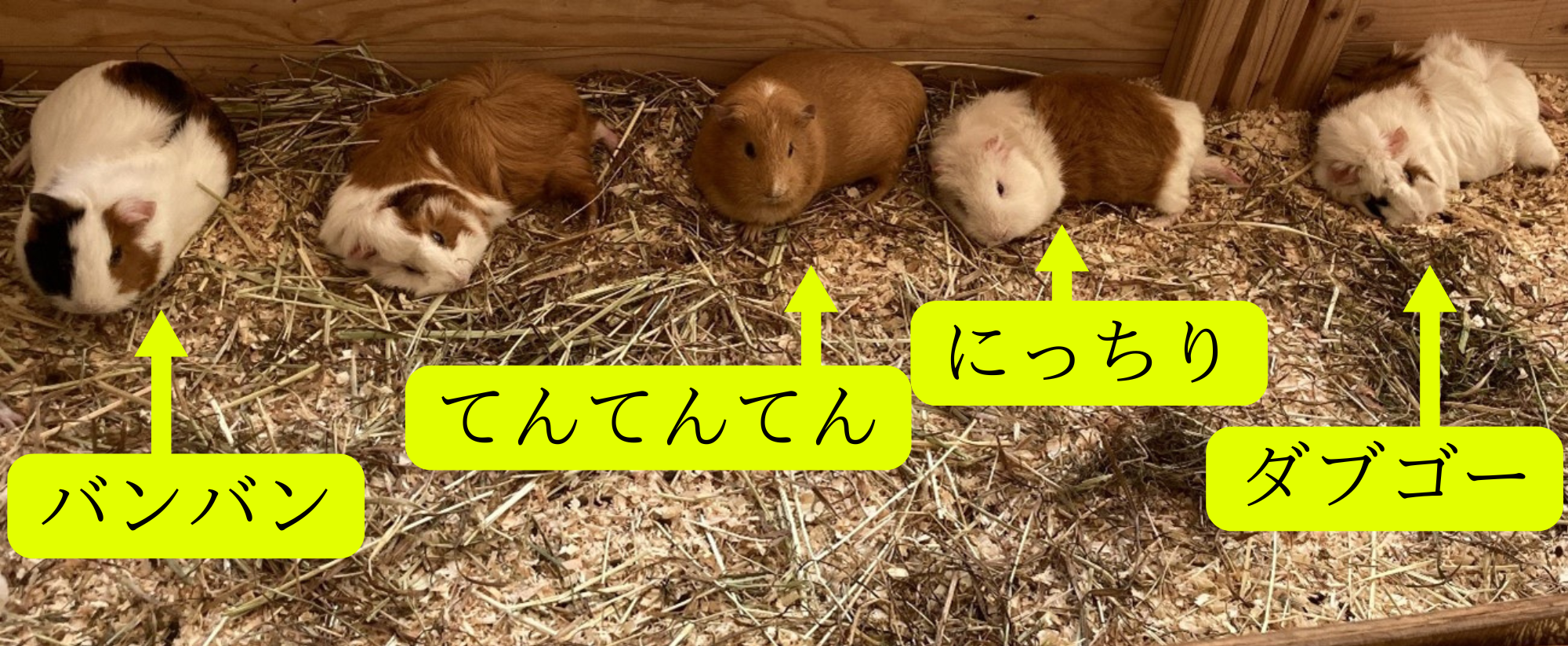 休憩中のモルモット (2).png