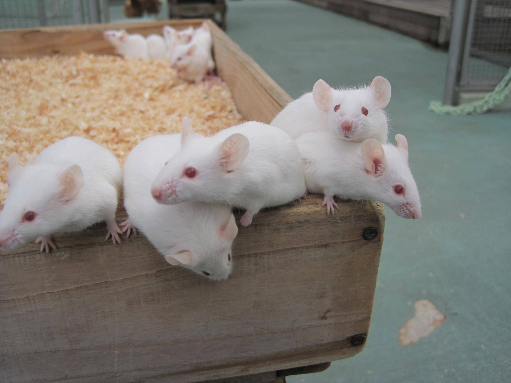 アルビノのハツカネズミ.jpg