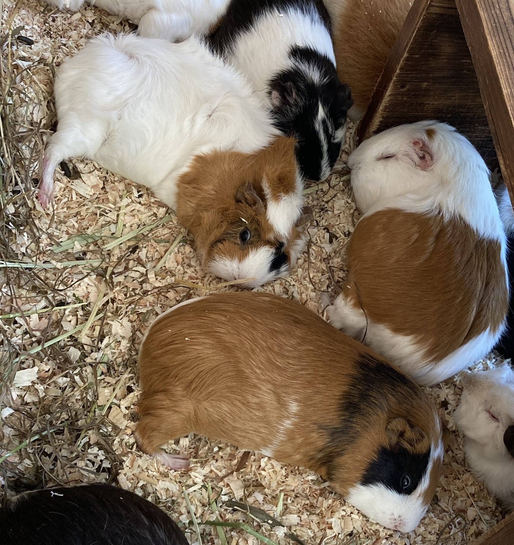白目剝きがちなモルモットたち.jpg