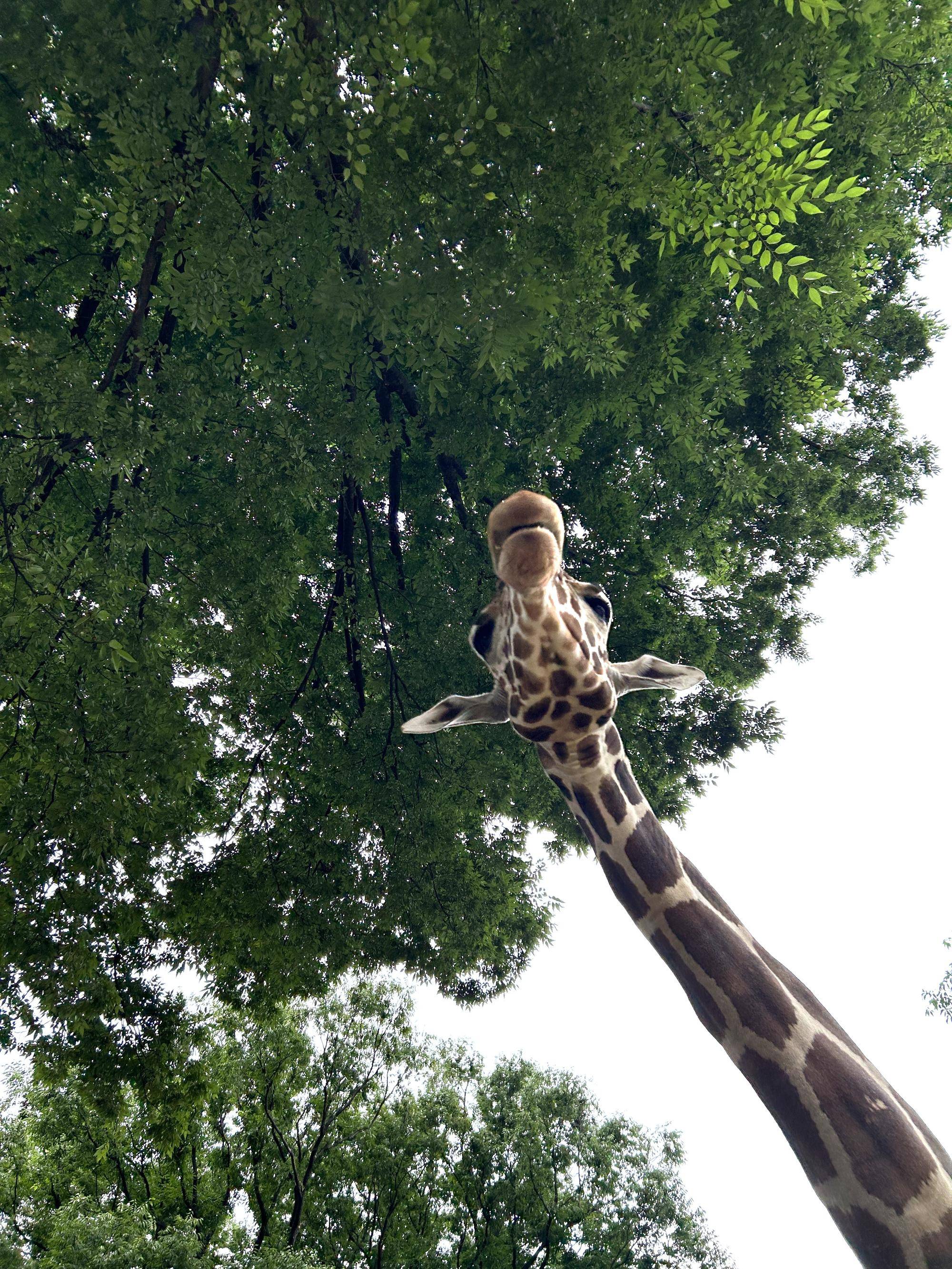 ⑥キリンのそらを見上げる.jpg