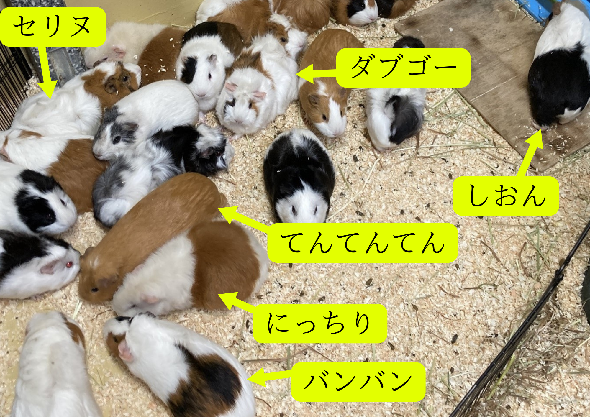 ふれあい前のモルモット .png