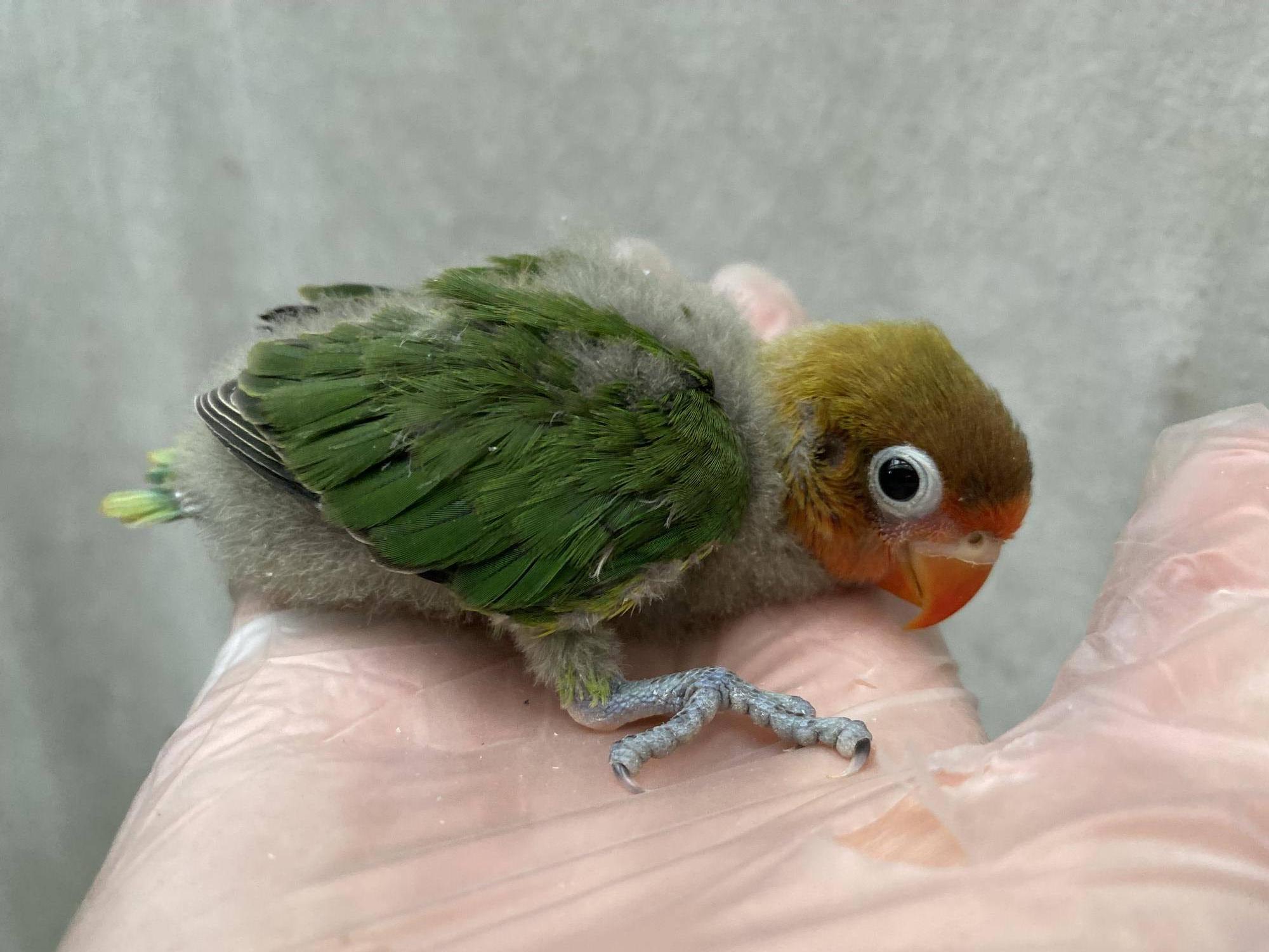 約30日齢　インコ雛　横向き.jpg