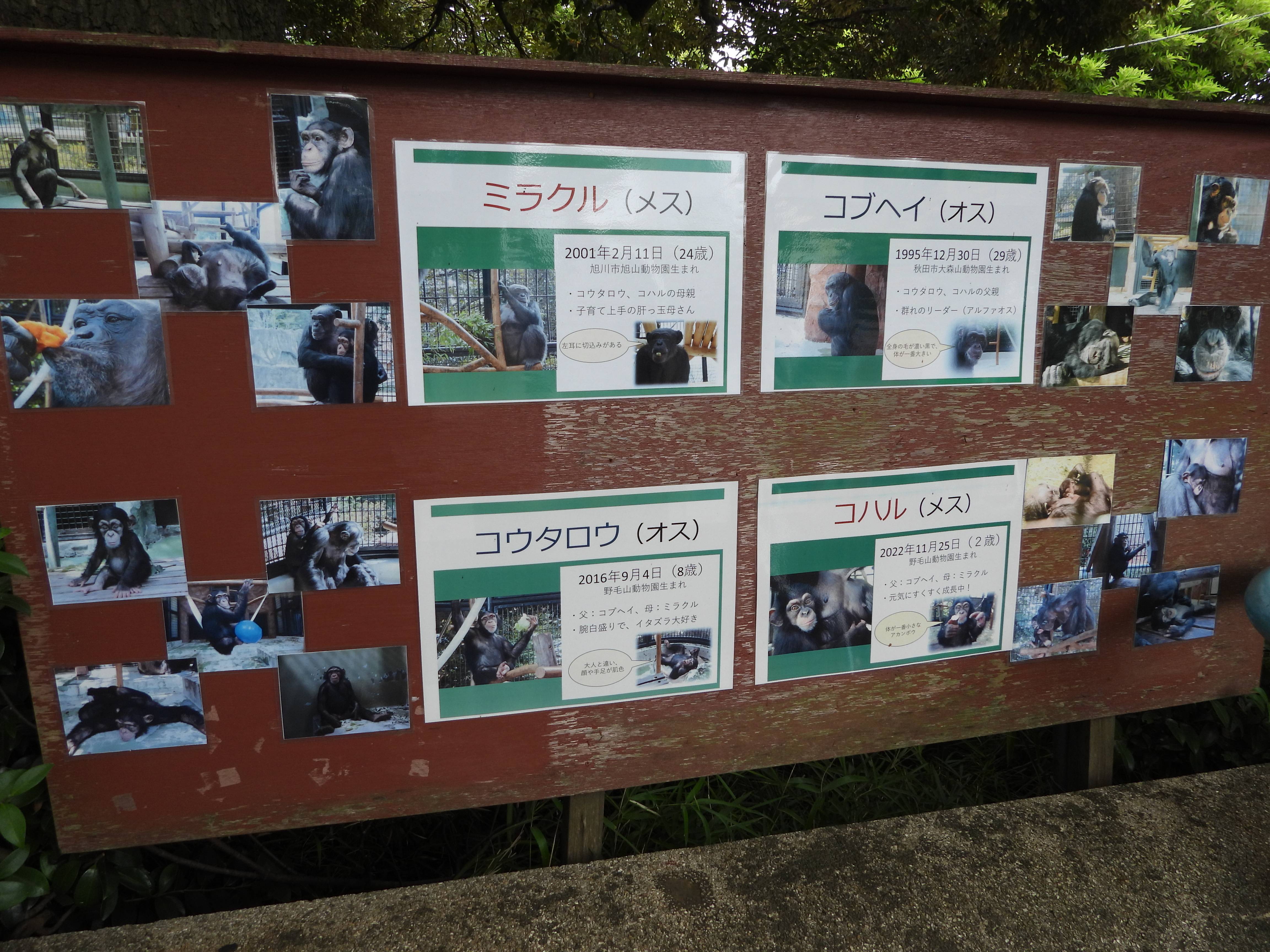 チンパンジー看板.jpg