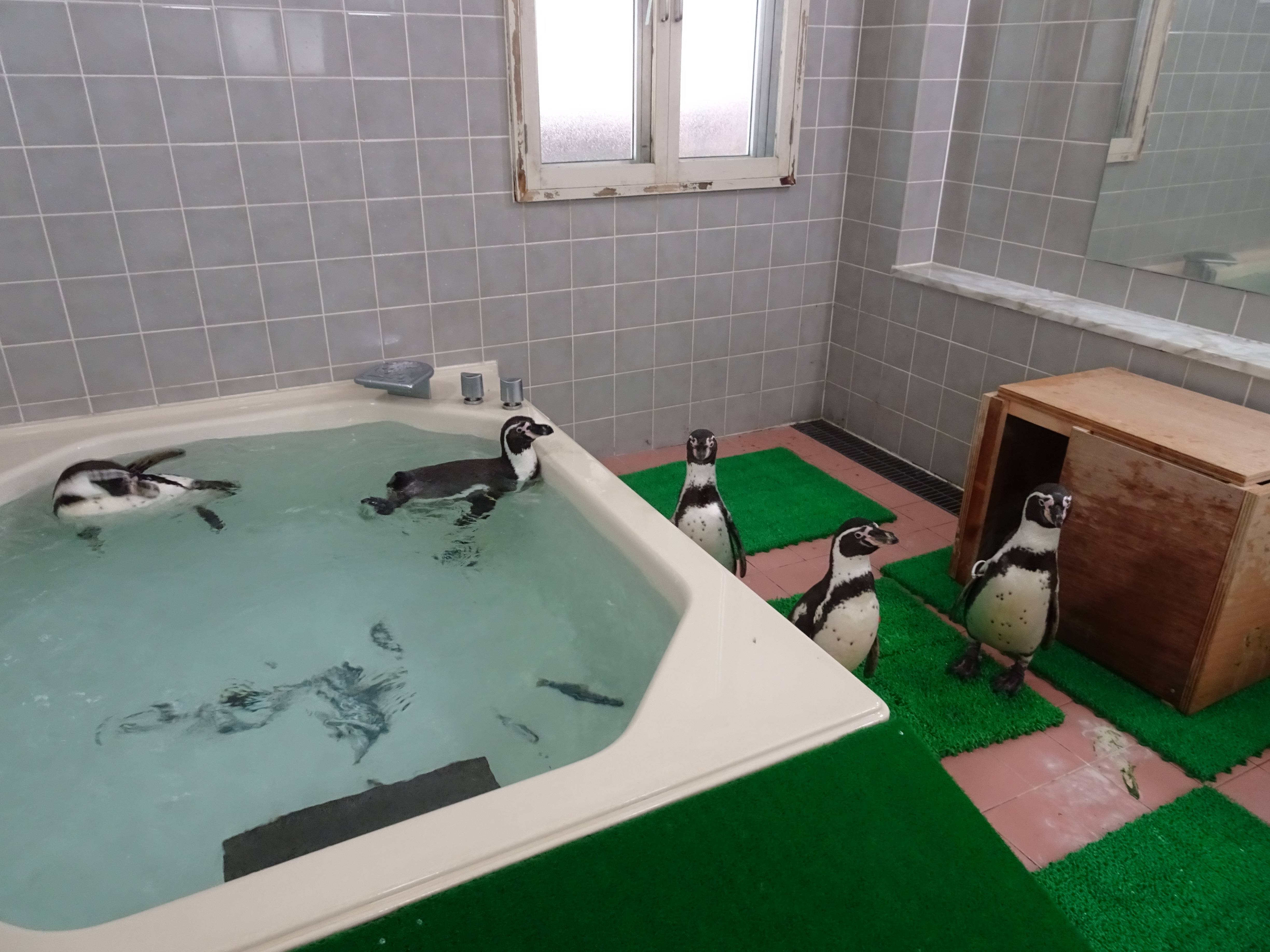 風呂場のペンギン.jpg