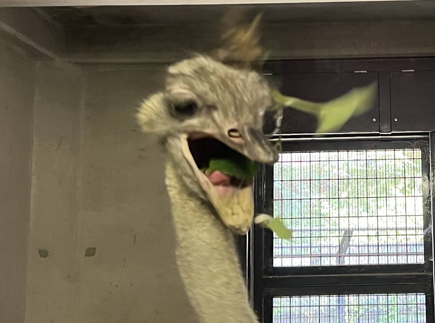 IMG_0092 アップ.jpeg