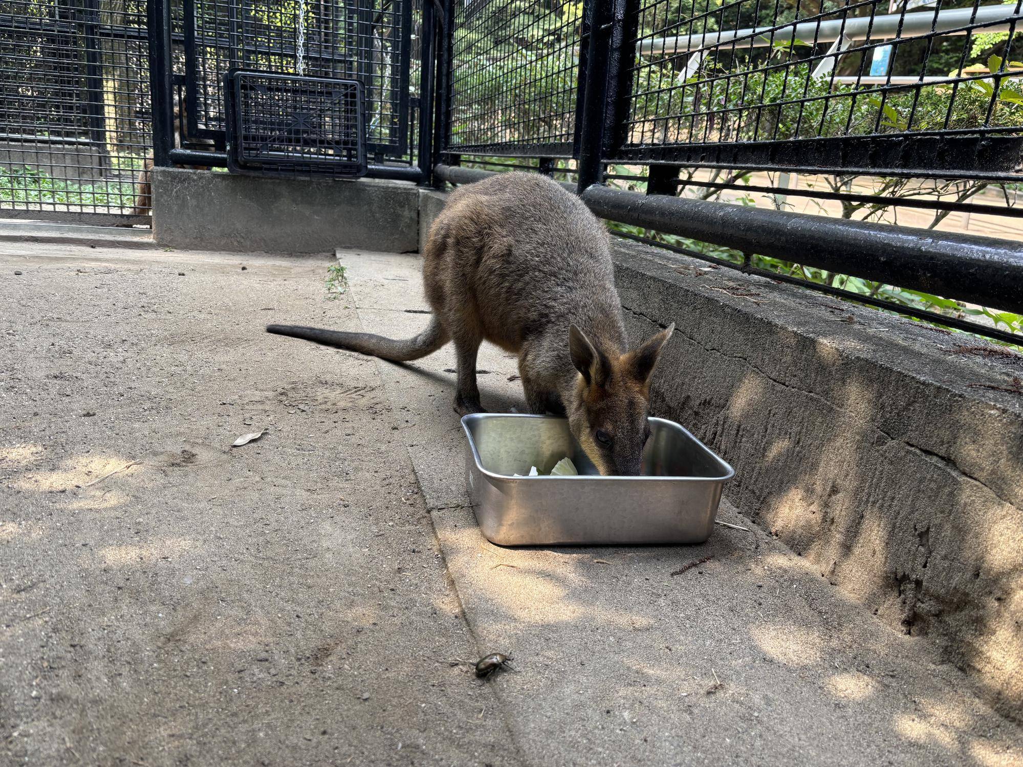 カナブンブンハローアスタ|動物トピックス｜ブログ|野毛山動物園