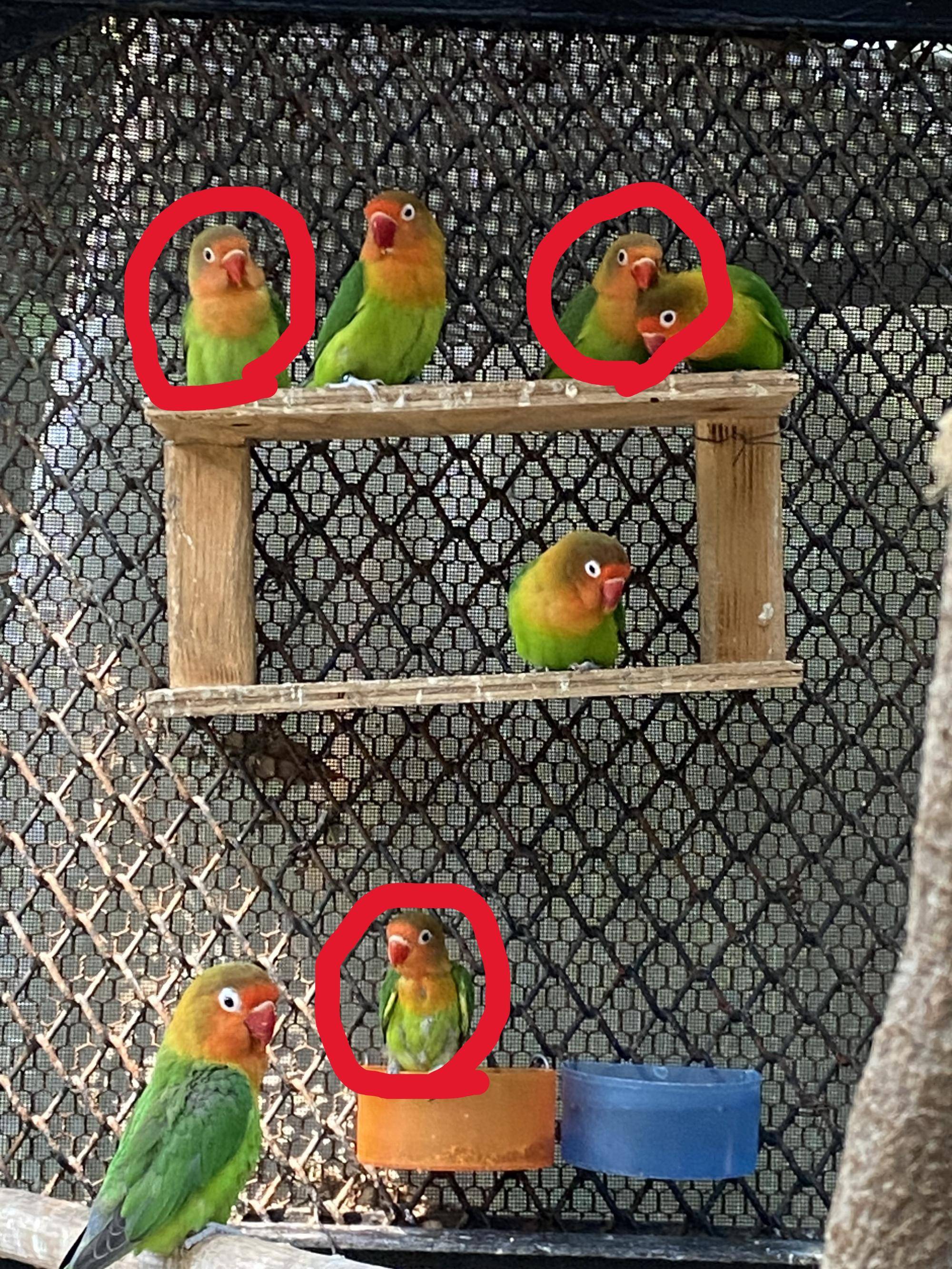 雛３羽と大人たち 正解.jpg