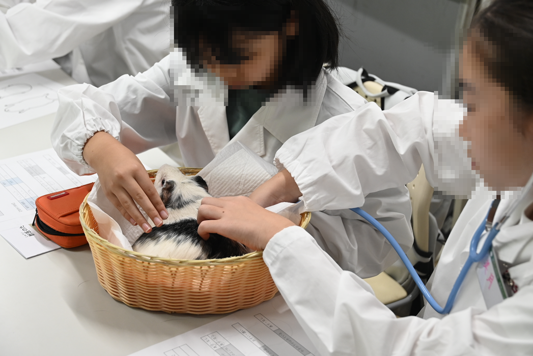 モルモットの診察風景.png