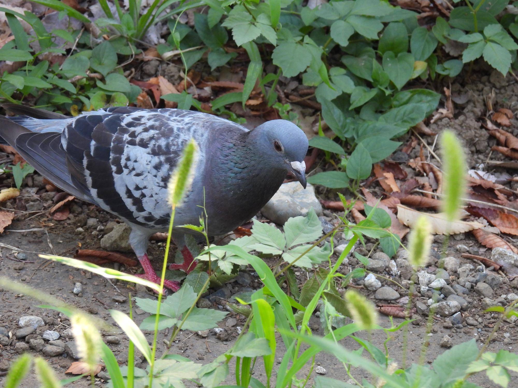 野生のドバト.jpg