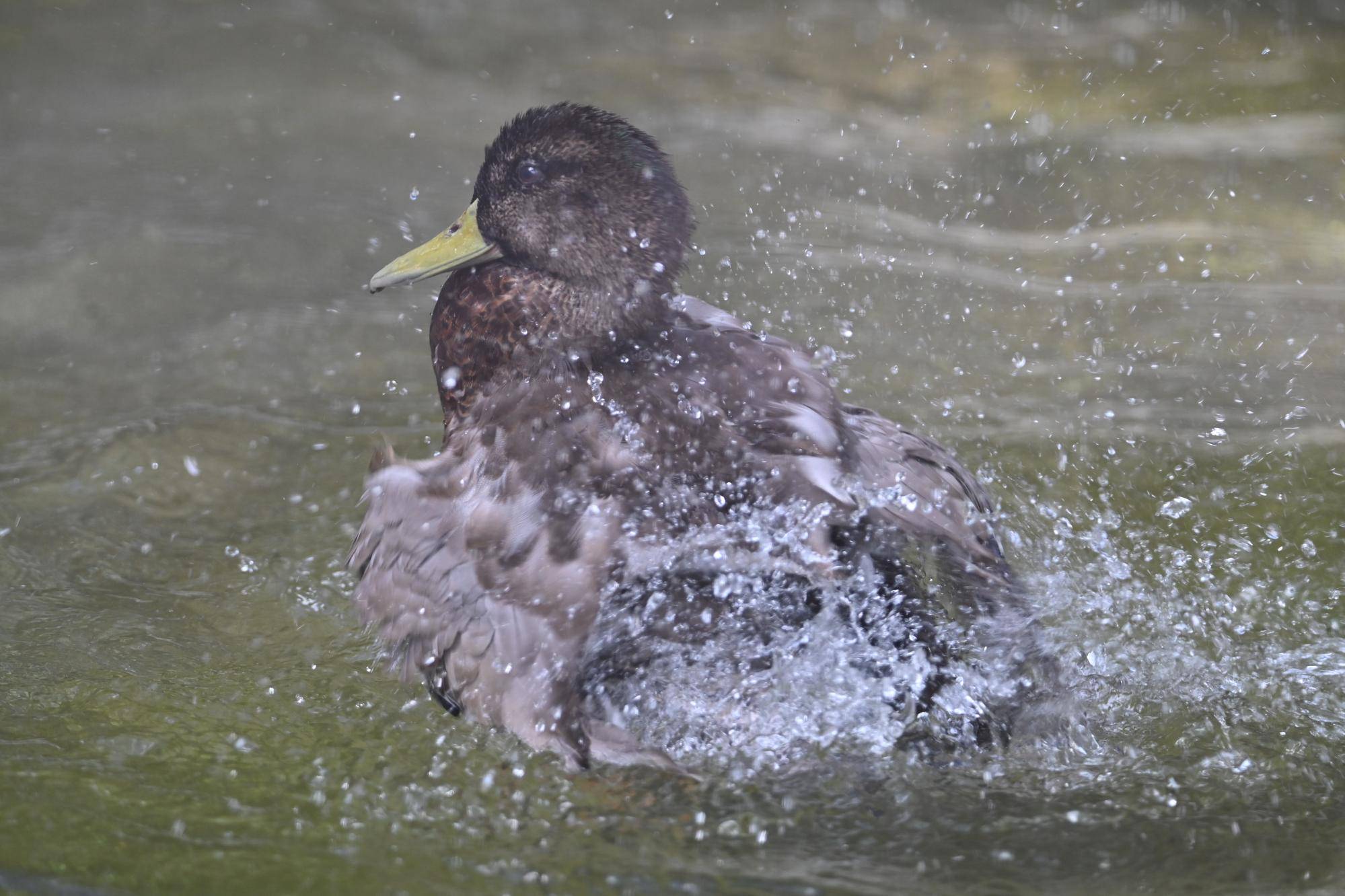 マガモ♂水浴び.jpg
