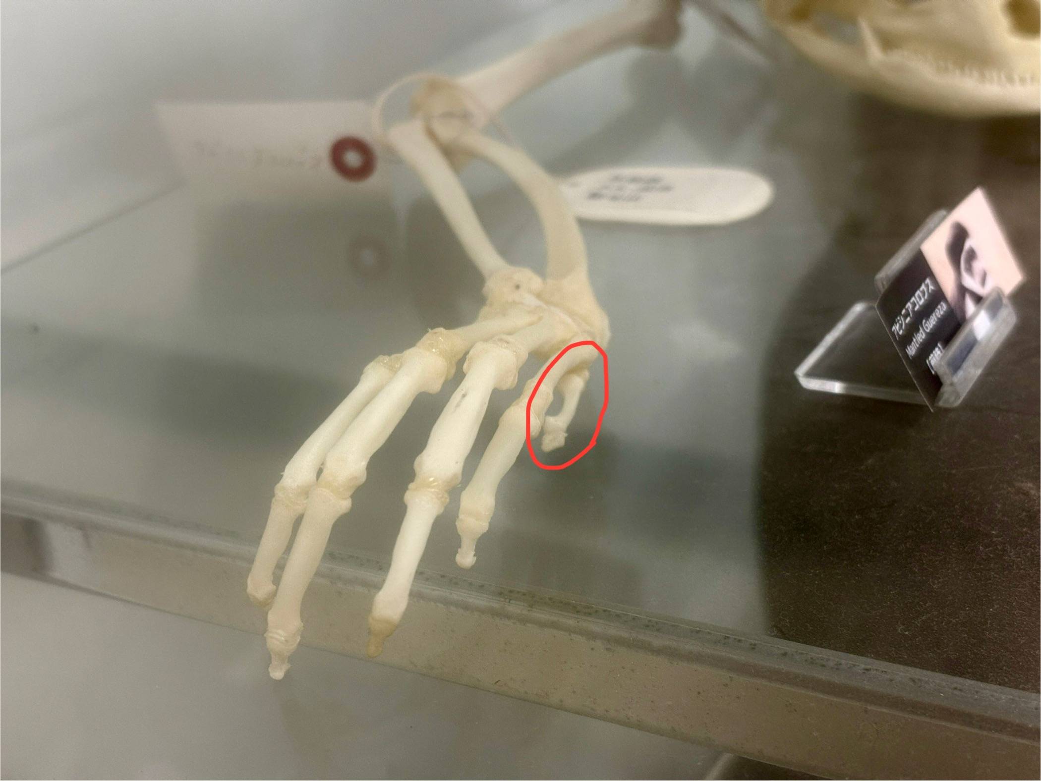 ⑤前肢の骨格標本.jpg
