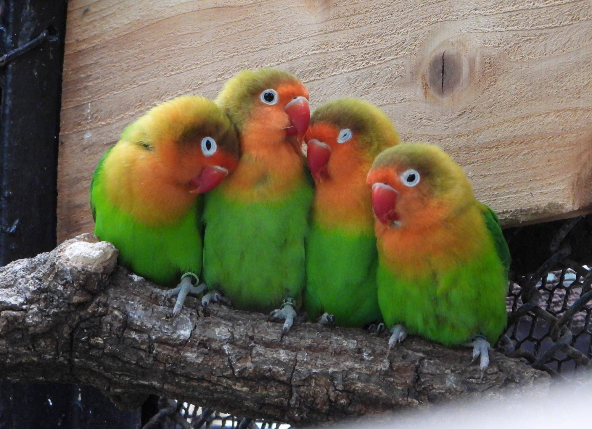 くっつくインコたち4羽.jpg