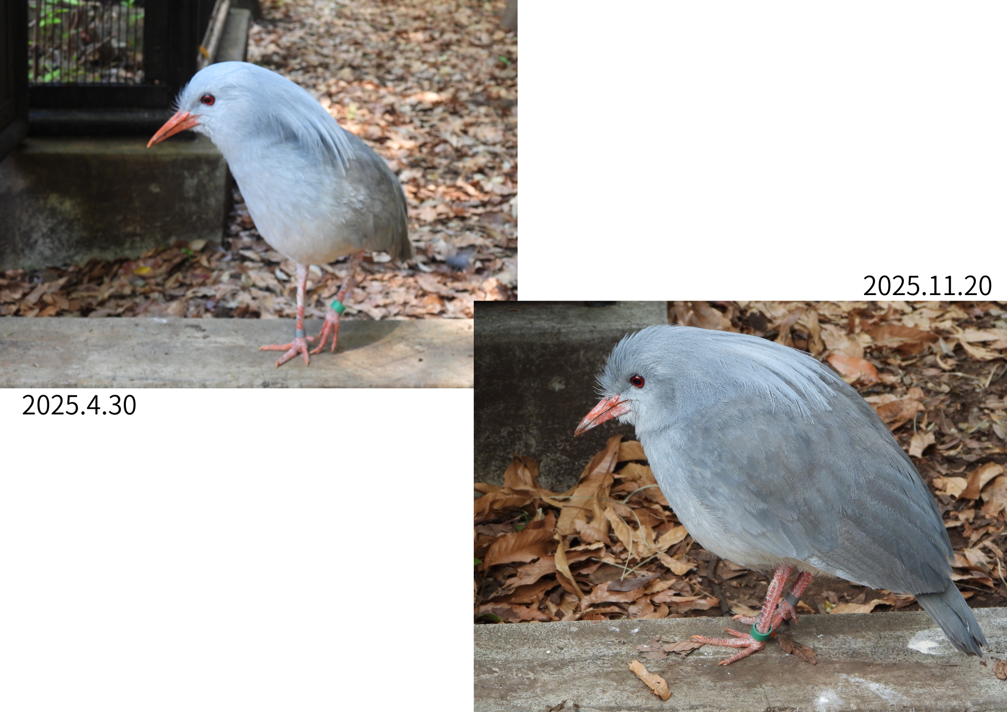 ミドリン 4月と11月の比較①.png