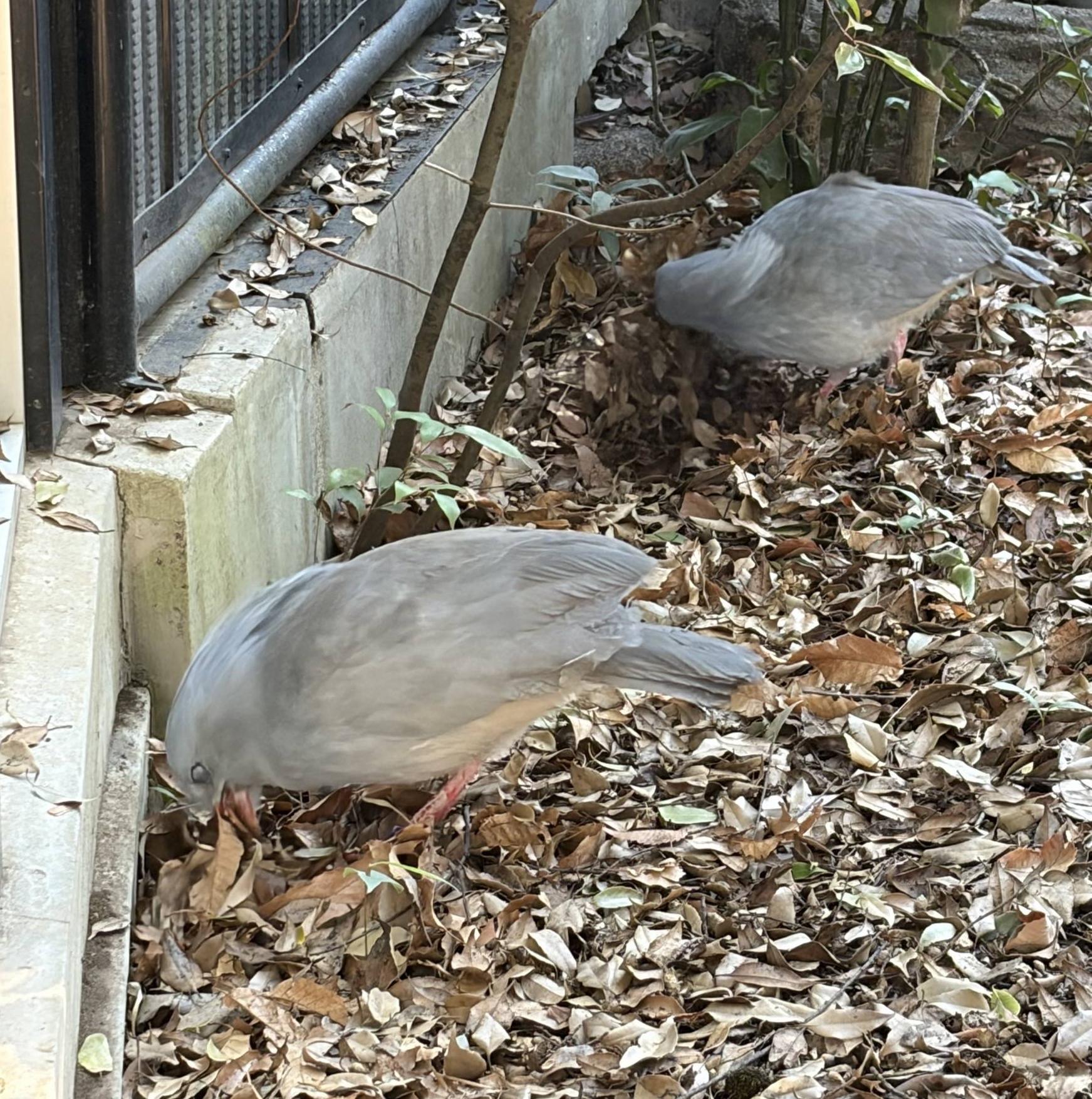 落ち葉をかきわけて餌を探す二羽.jpg