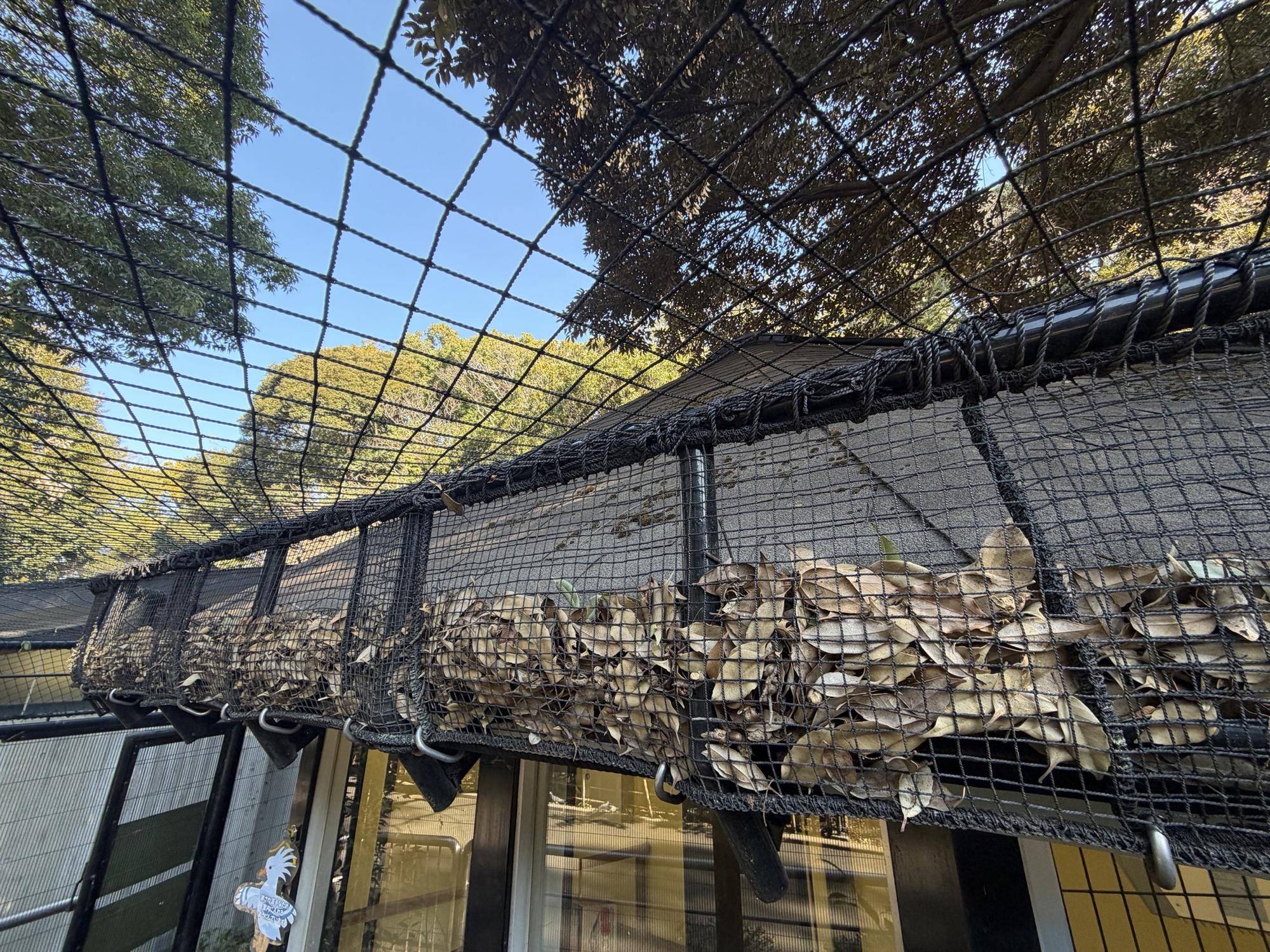 掃除前のネットの上に溜まった落ち葉.jpg