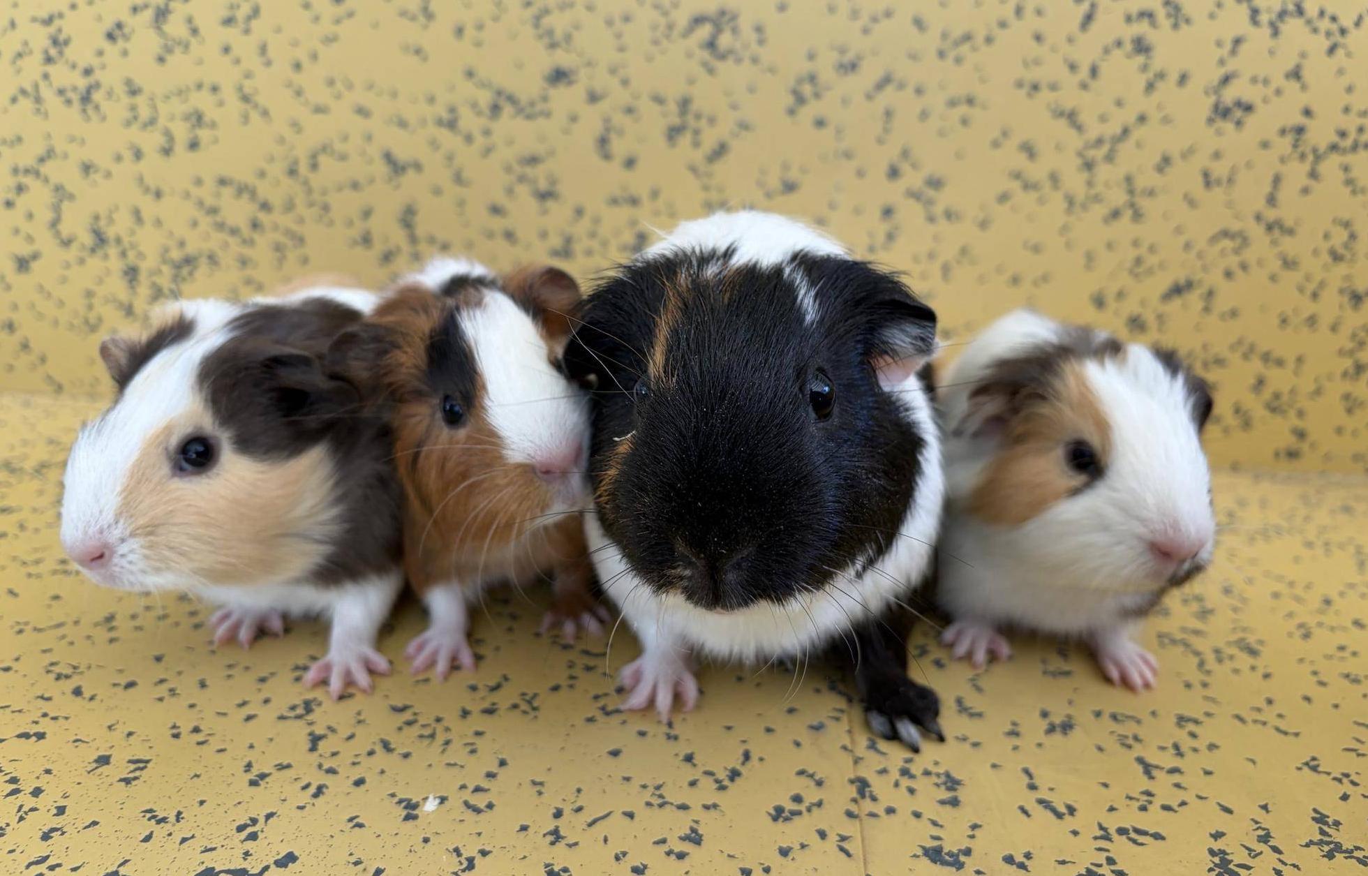 クッキーと仔 正面.jpg