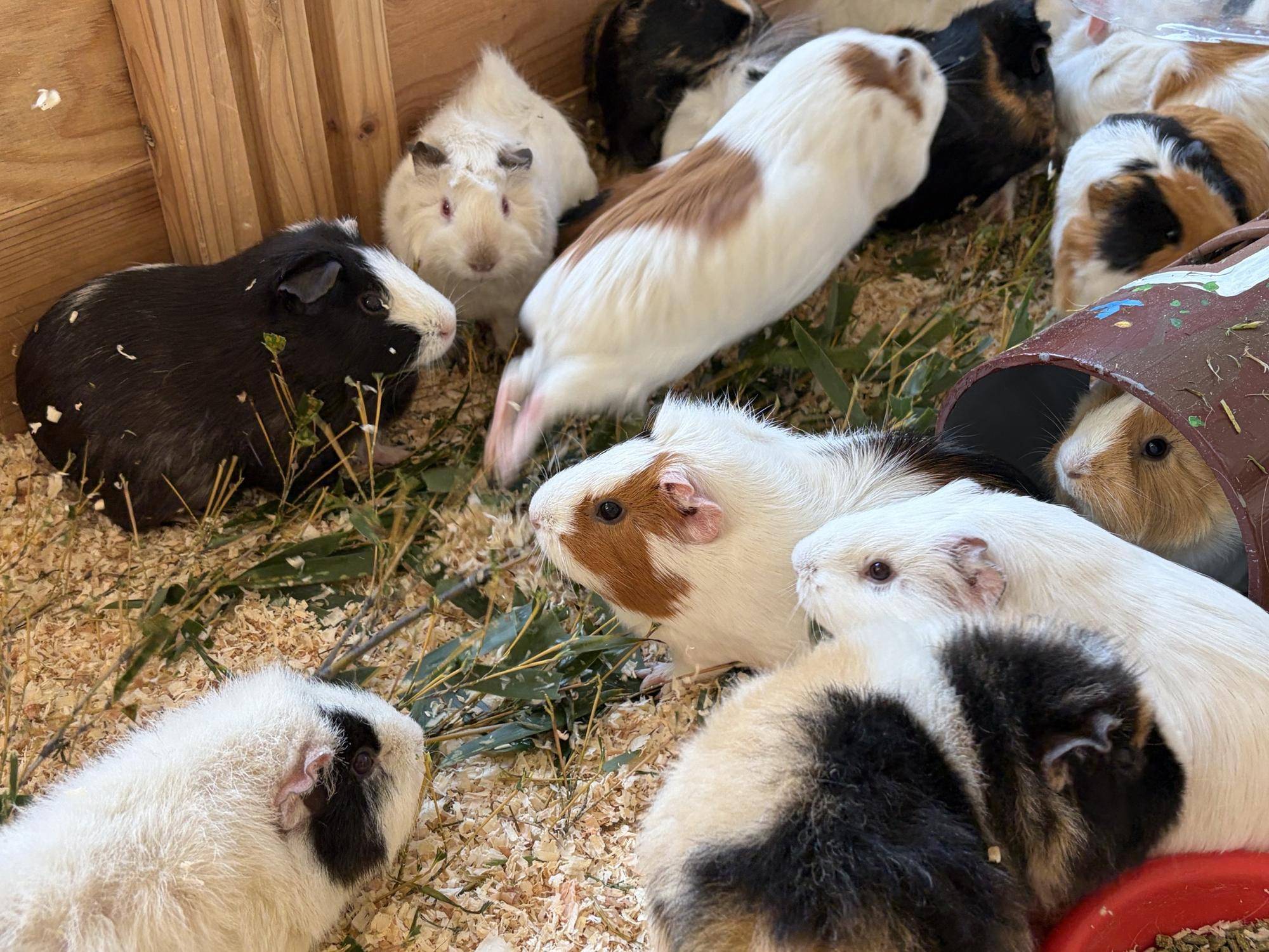 スーパーマン のんちり.jpg