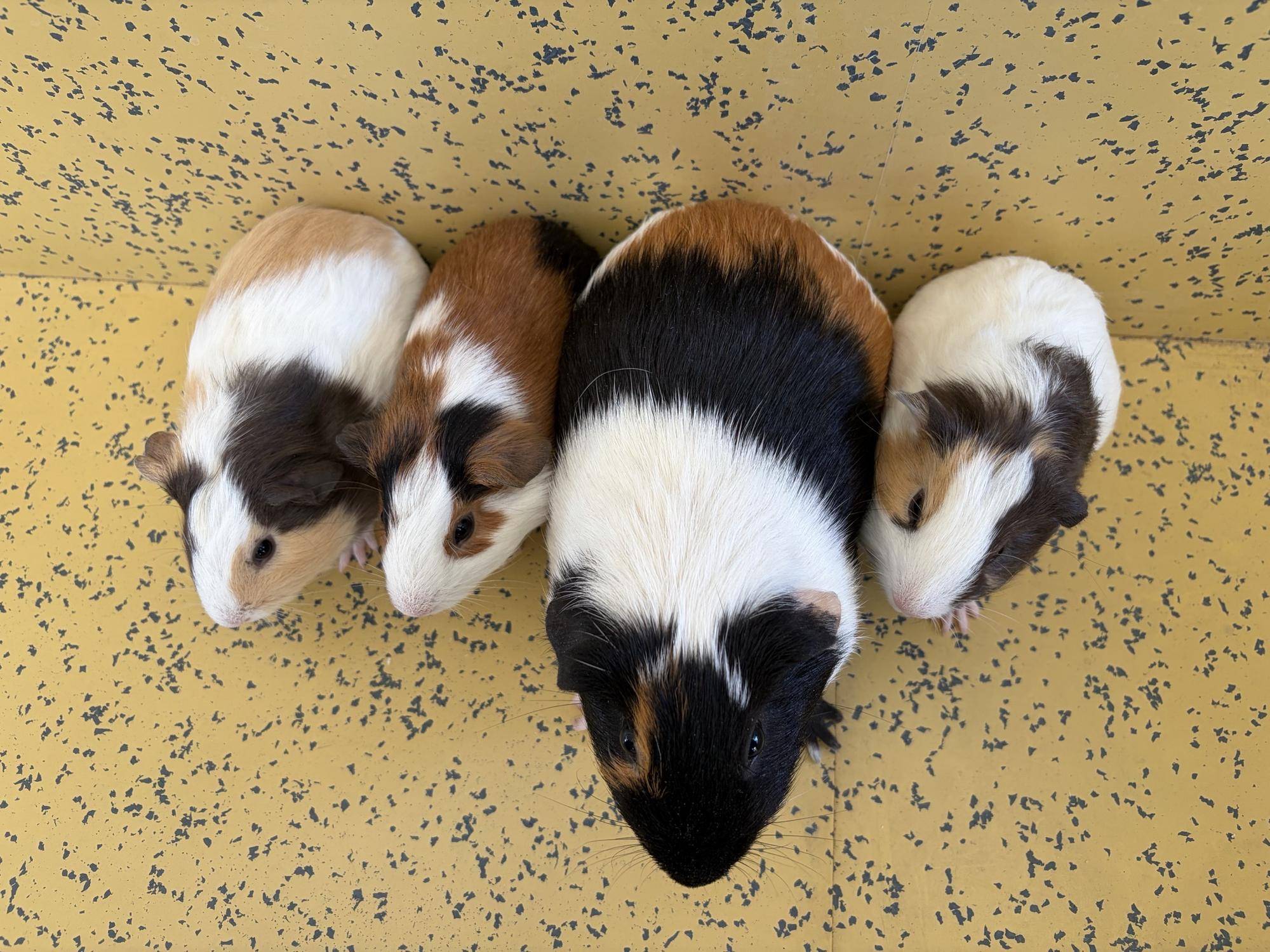 クッキーと仔 上から.jpg