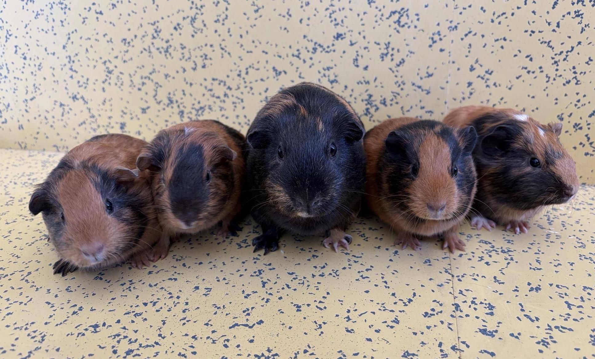 ビスケットと仔 正面.jpg