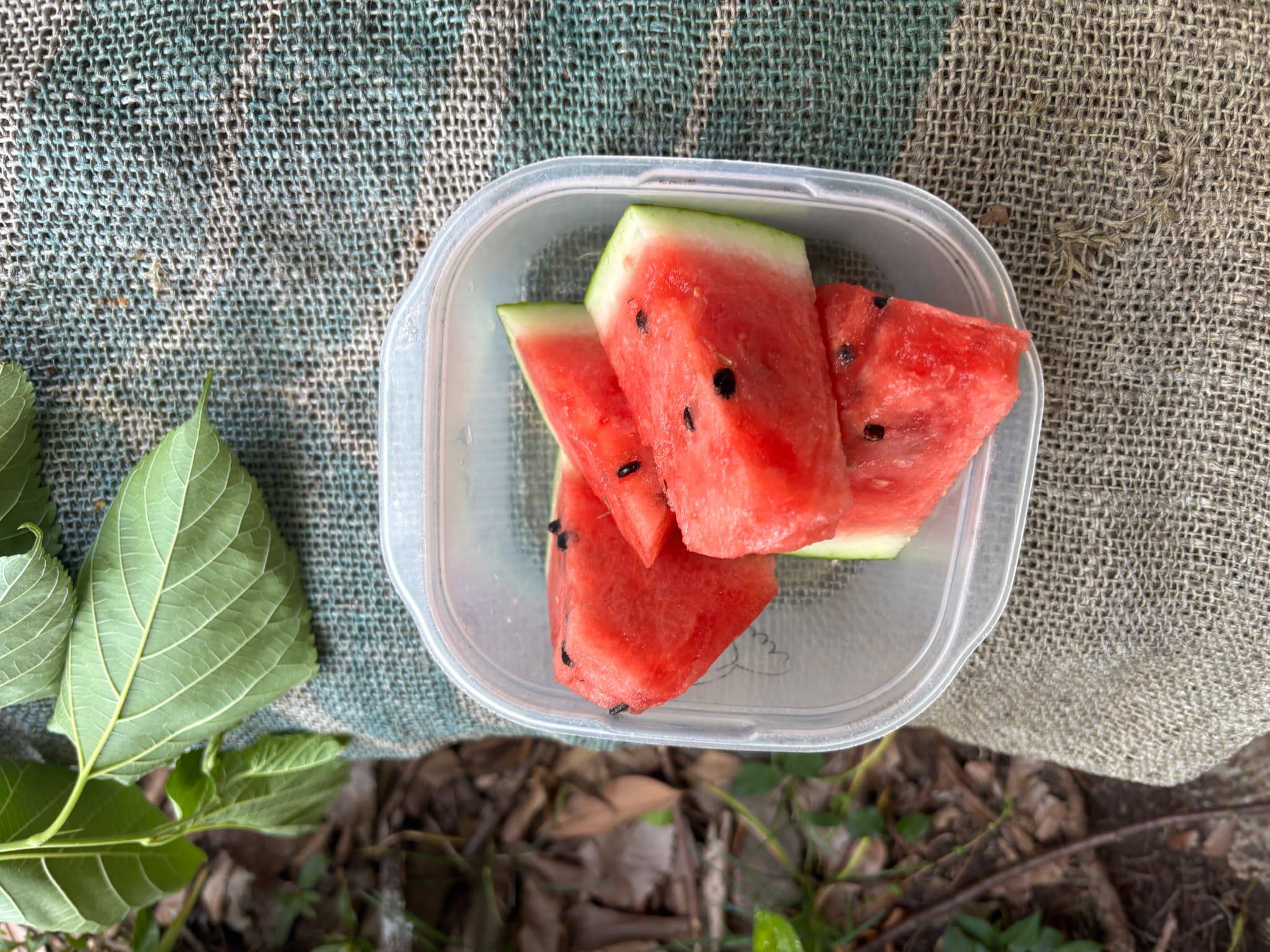 ⑨スイカ.jpg