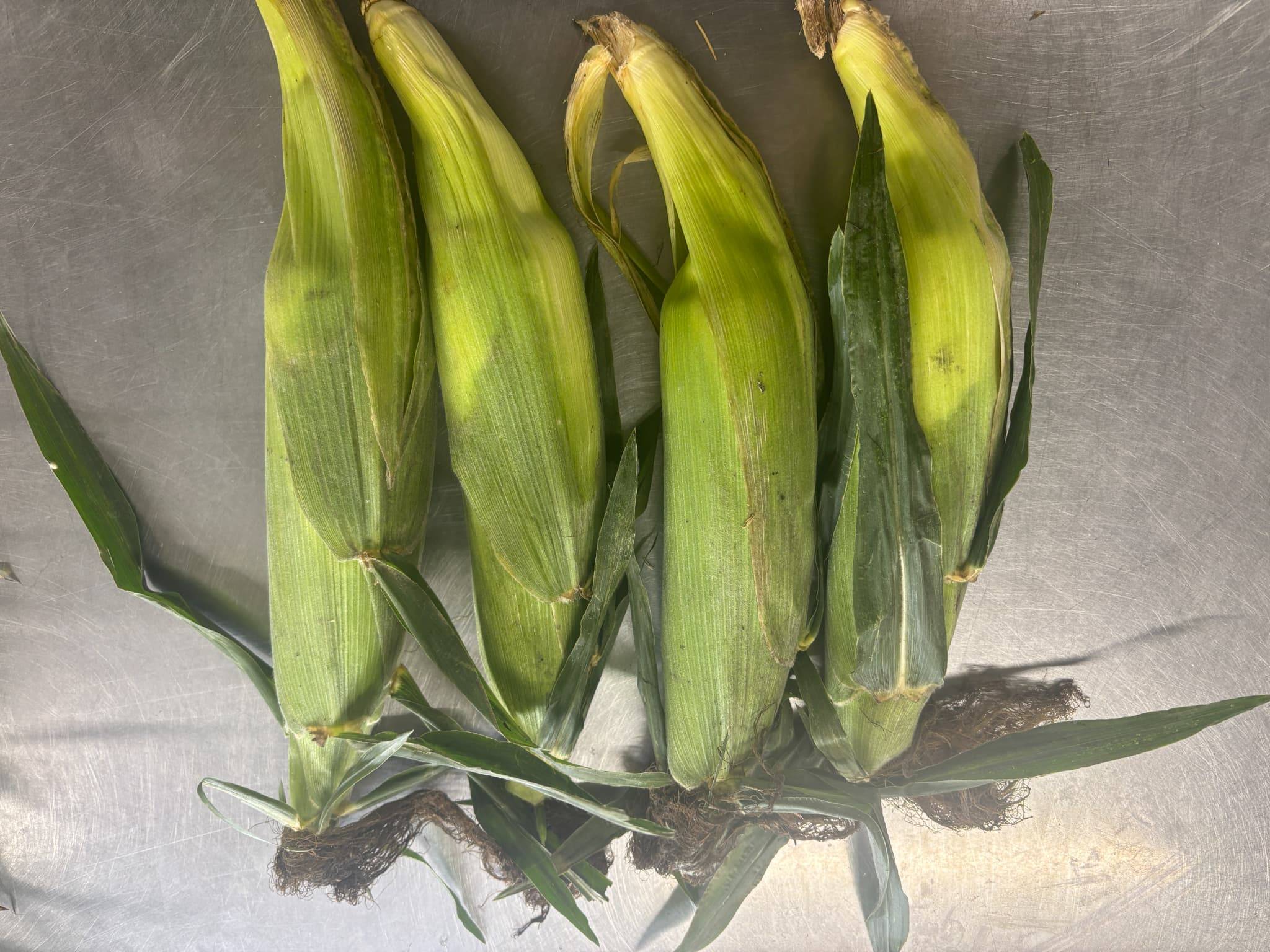 ⑤トウモロコシ.jpg