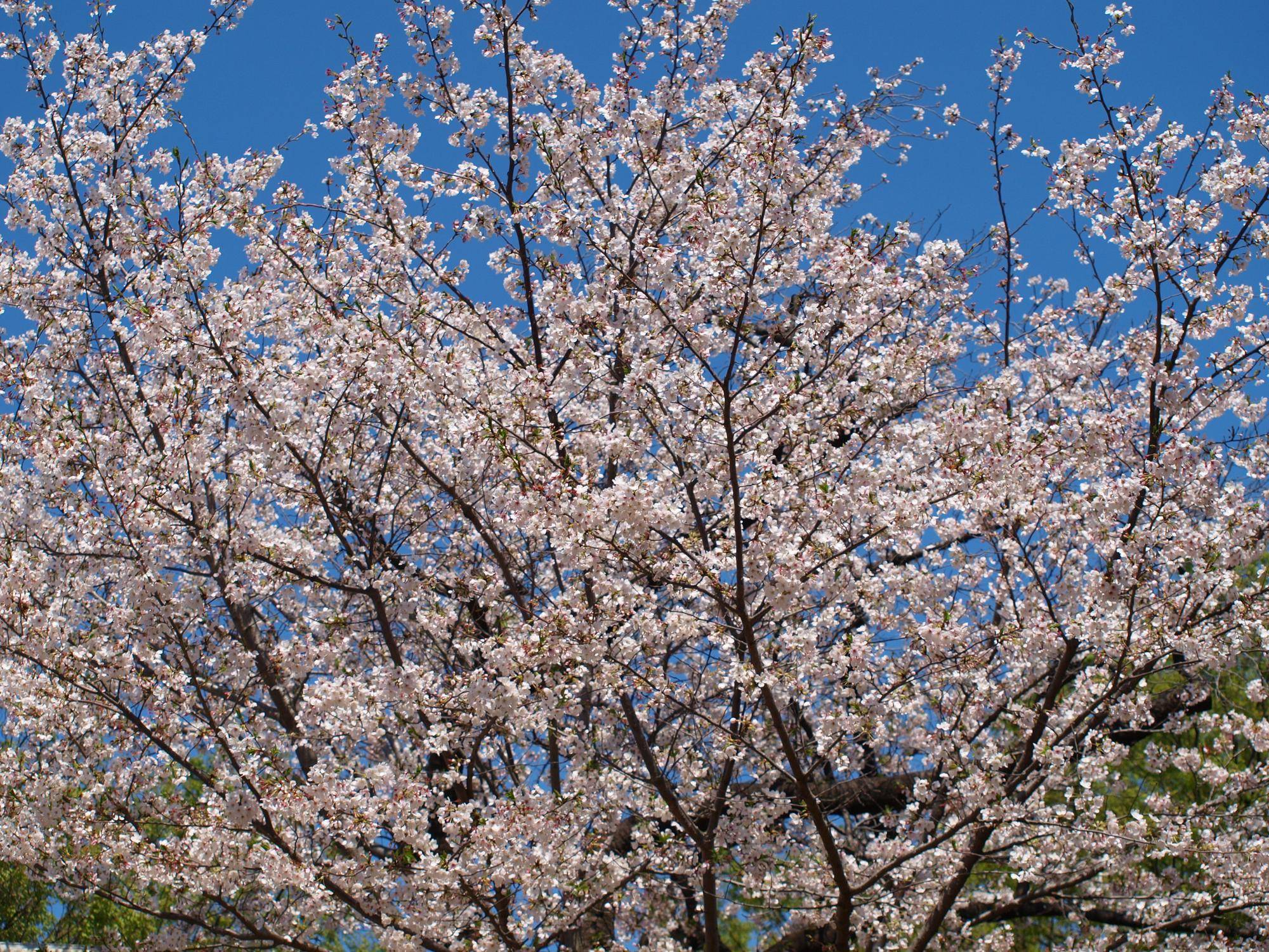 ①満開の桜.jpg