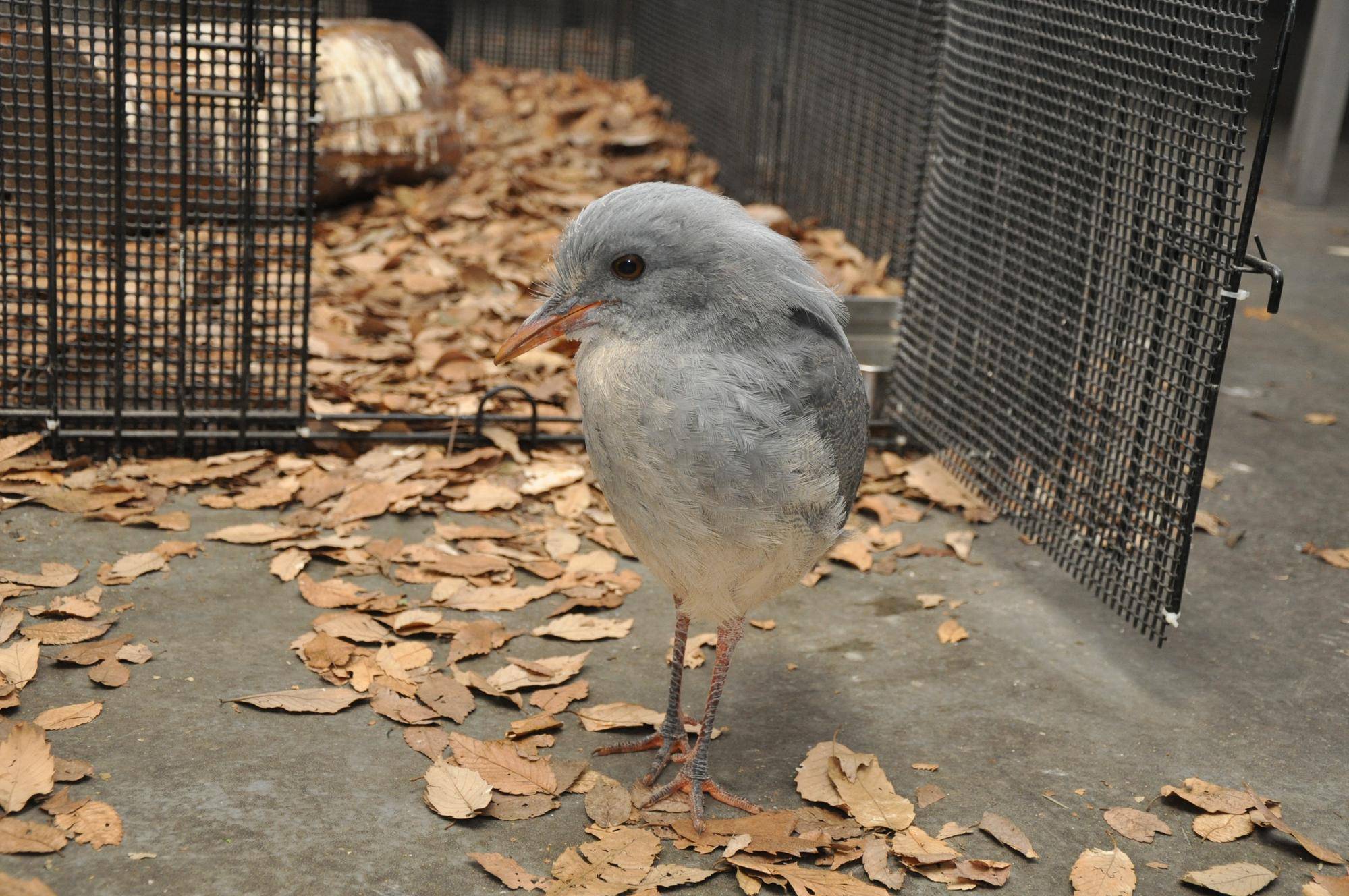 成鳥とほぼ変わらない姿に!横目.jpg
