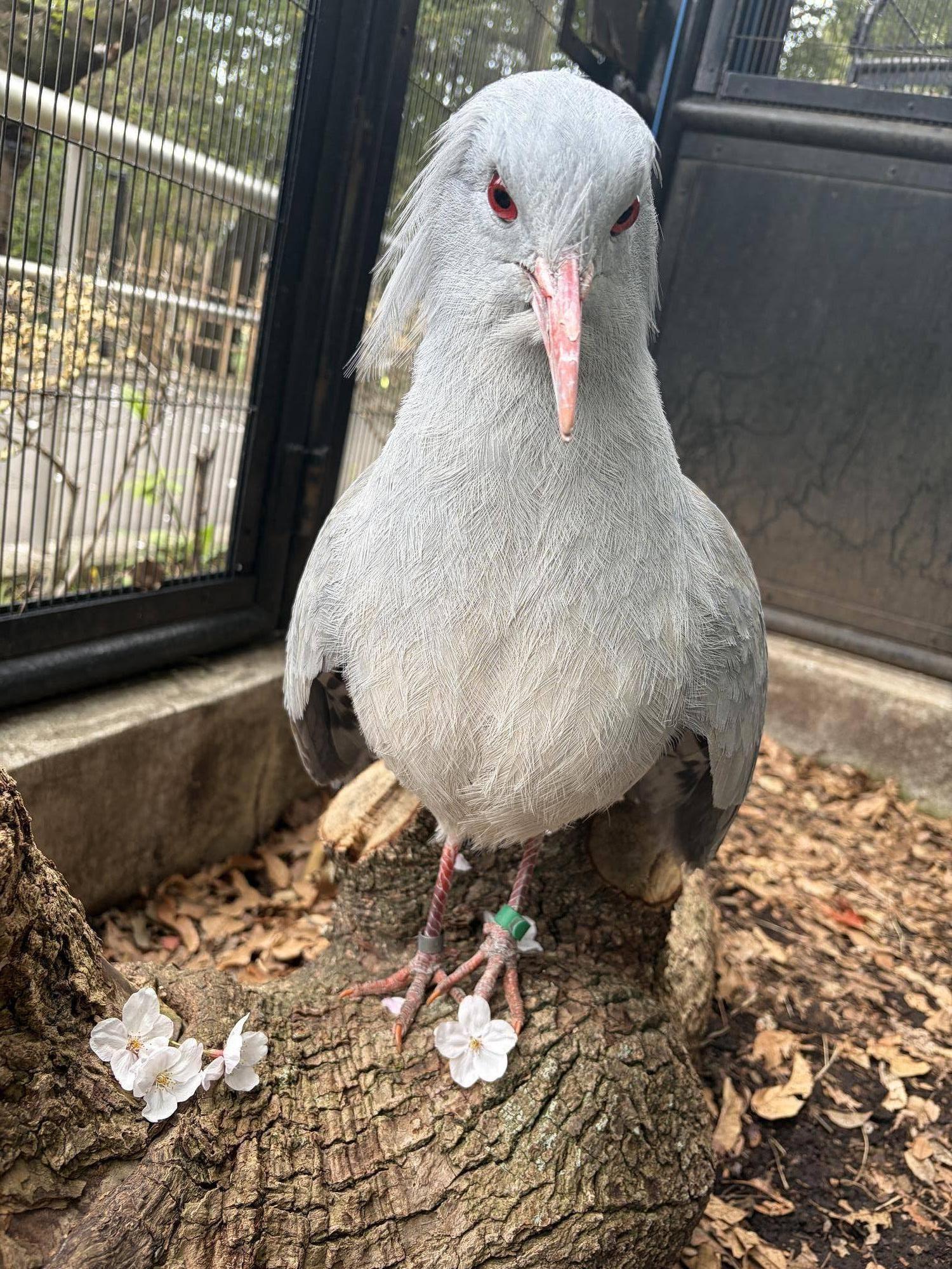 桜とミドリン.jpg