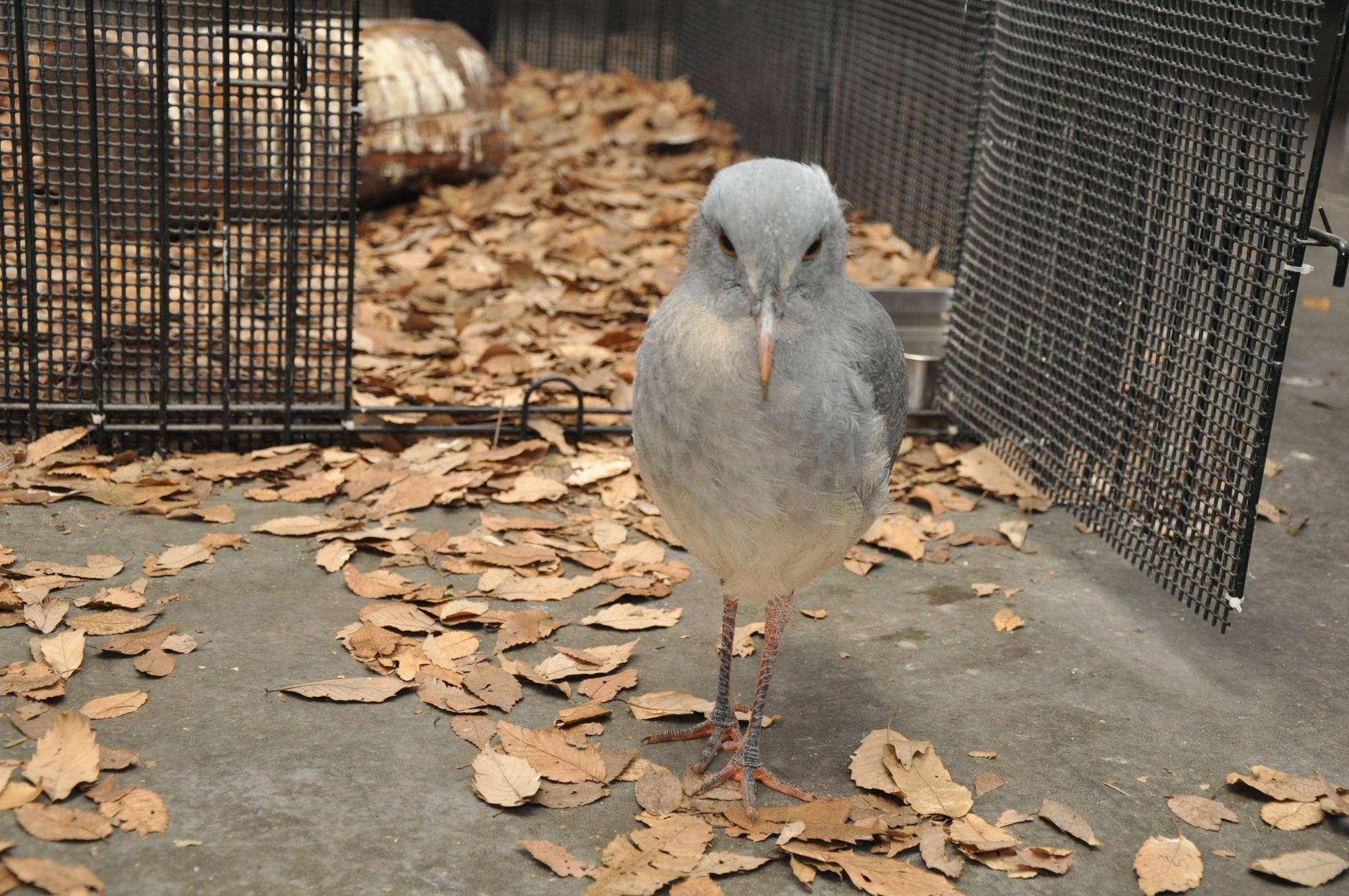 成鳥とほぼ変わらない姿に!正面顔.jpg