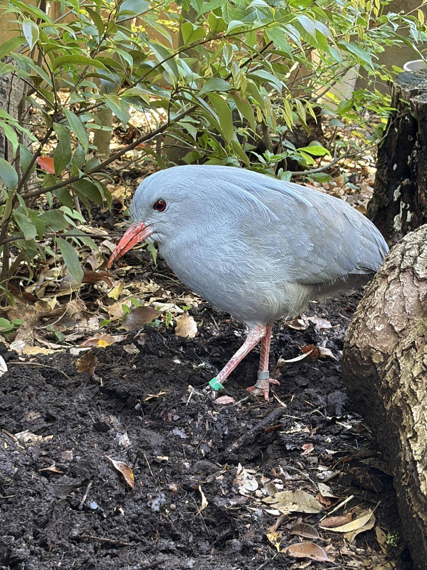 餌を探すミドリン.jpg