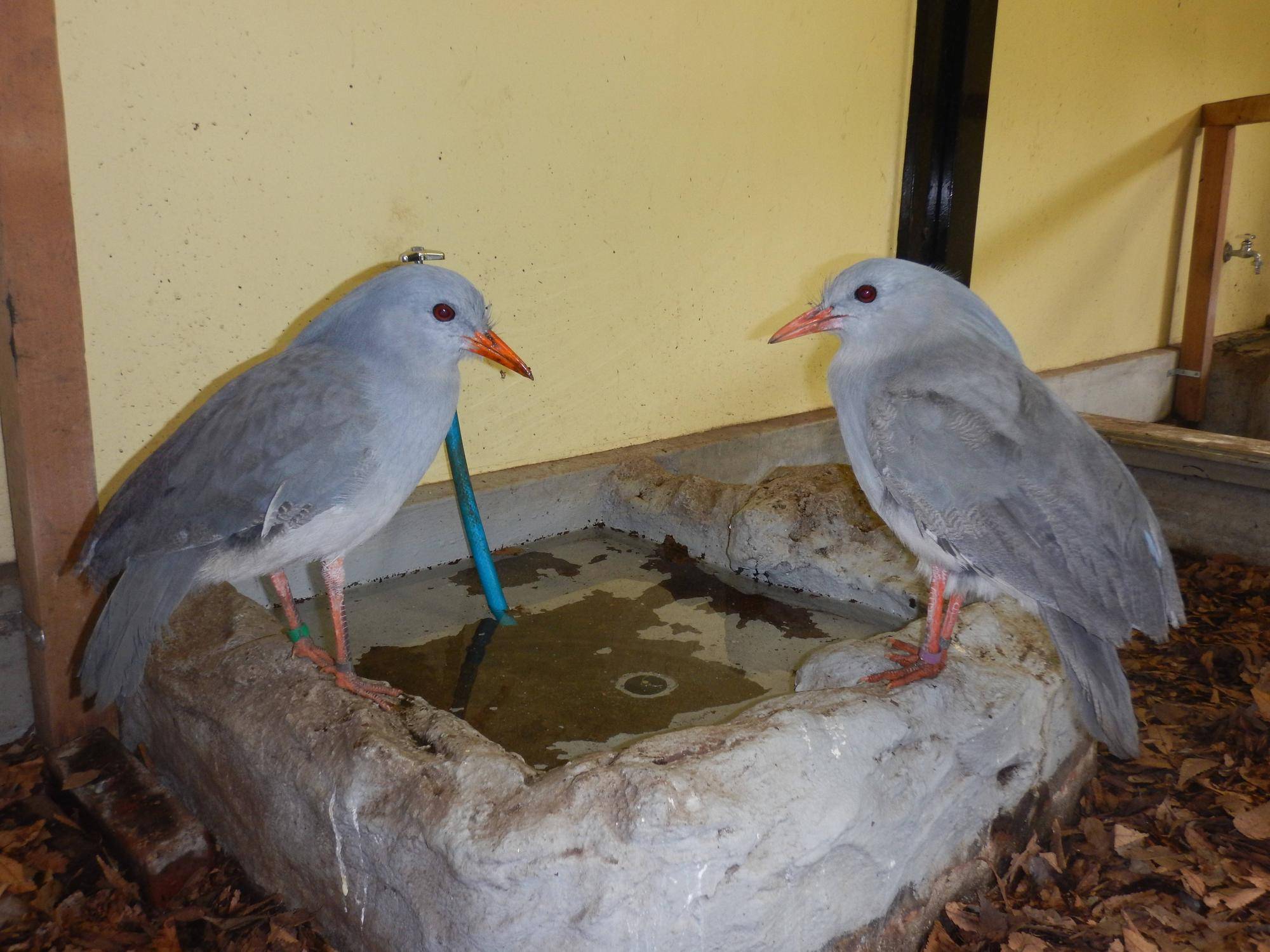 野毛山動物園に移動して間もない頃.jpg