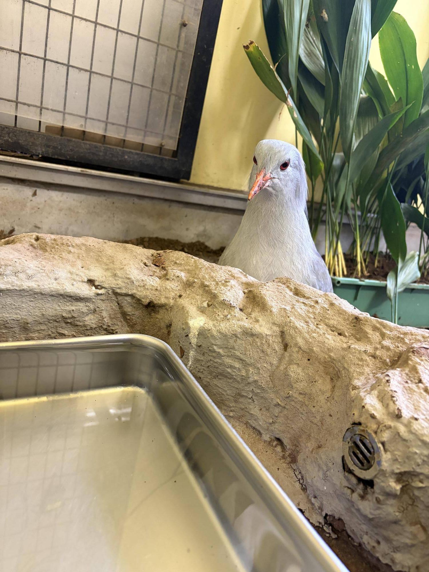 遠くから見てくるミドリン.jpg