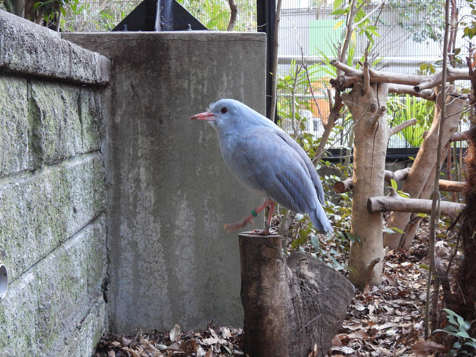 丸太に乗るミドリン.jpg