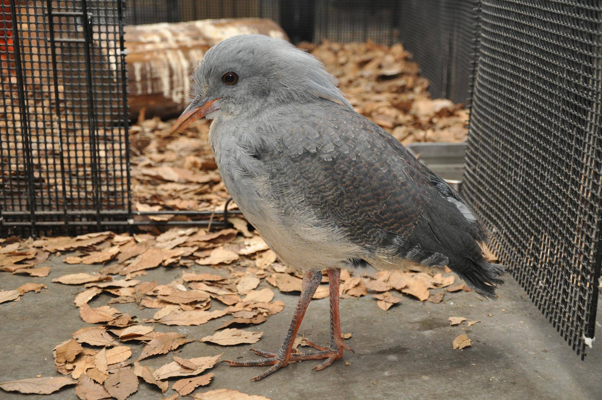 成鳥とほぼ変わらない姿に!横向き.jpg