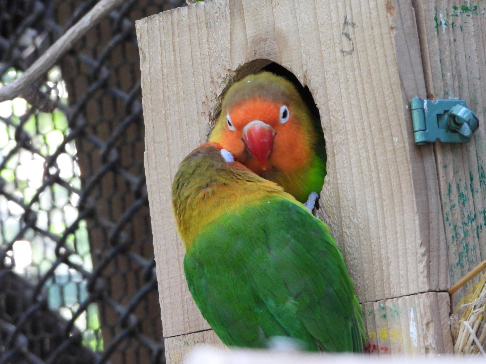 巣箱に入るインコ.jpg