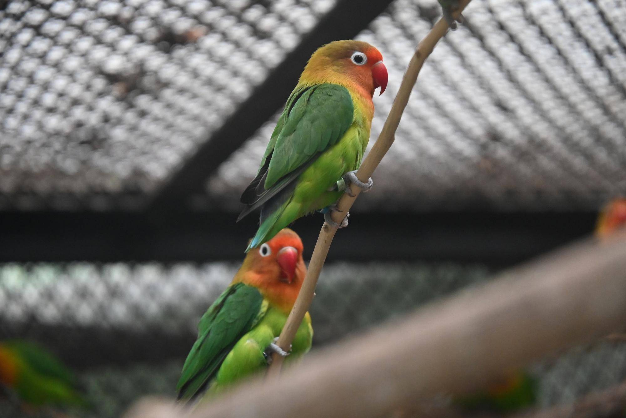 インコ.jpg