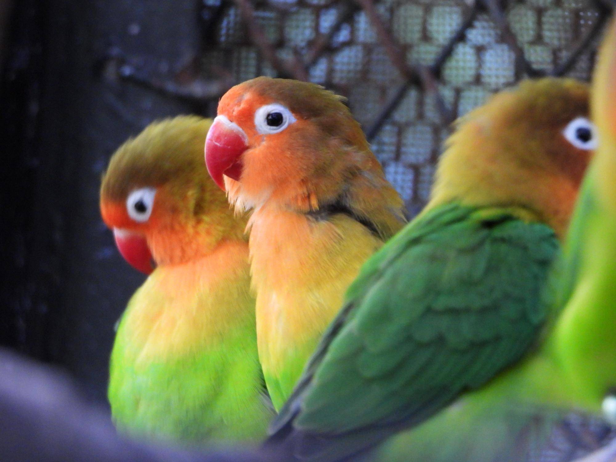 インコアップ.jpg