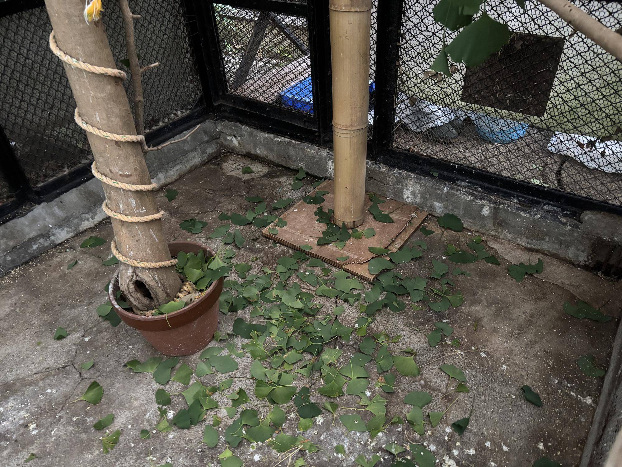 床に落ちた葉っぱ.jpg