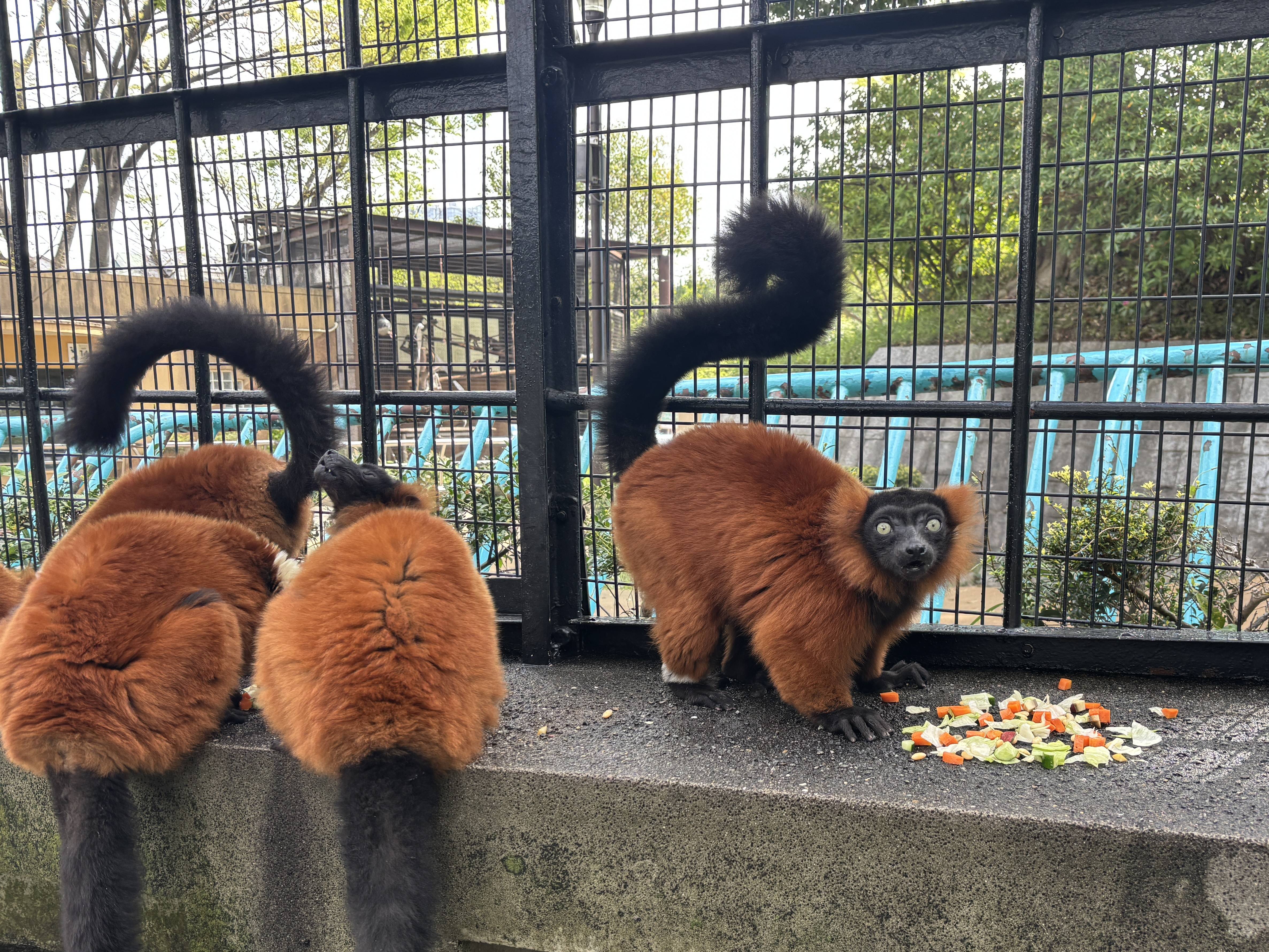 ①3頭のアカエリマキキツネザル.jpg