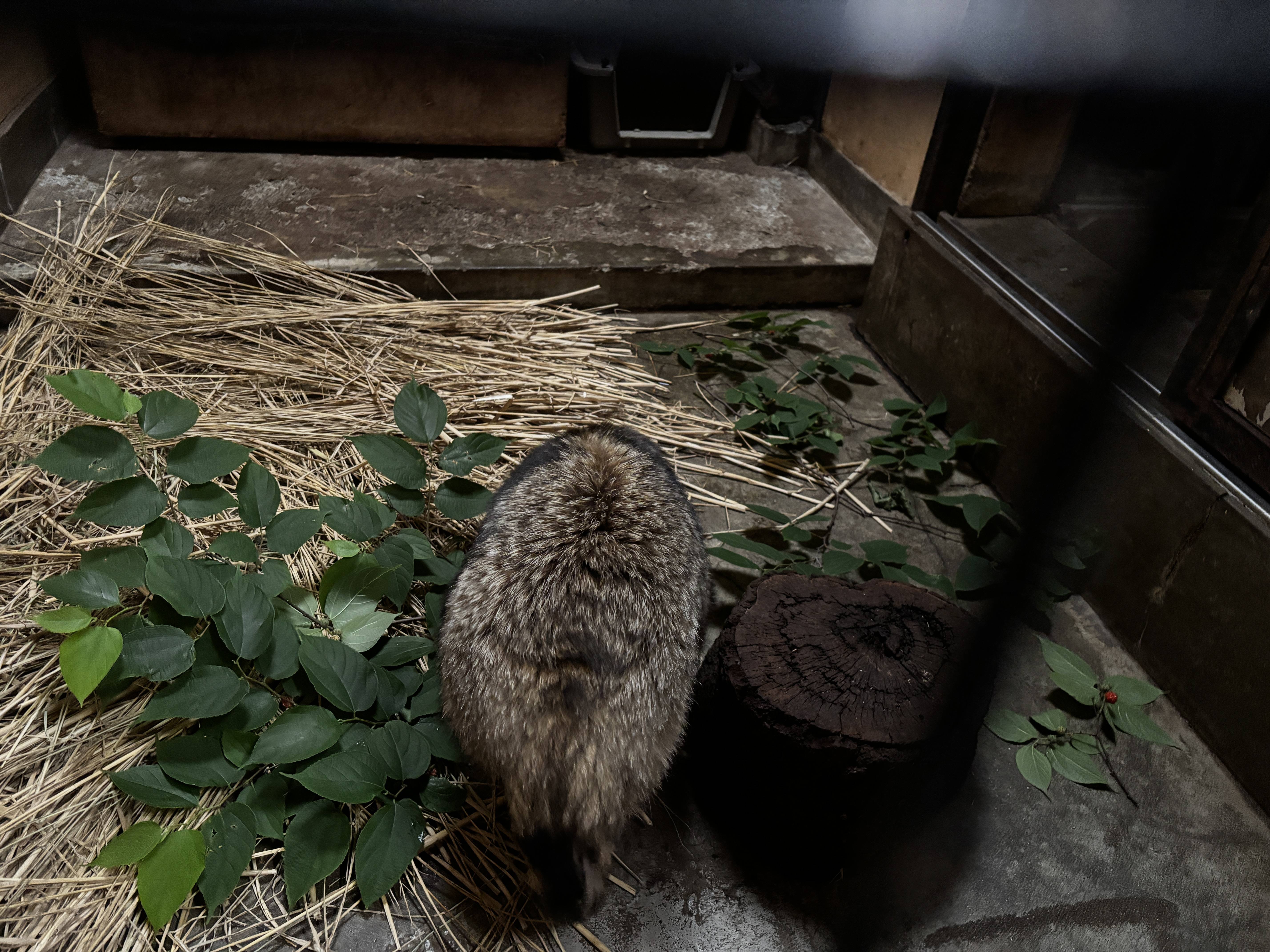 ⑫寝室にコウゾ.jpg