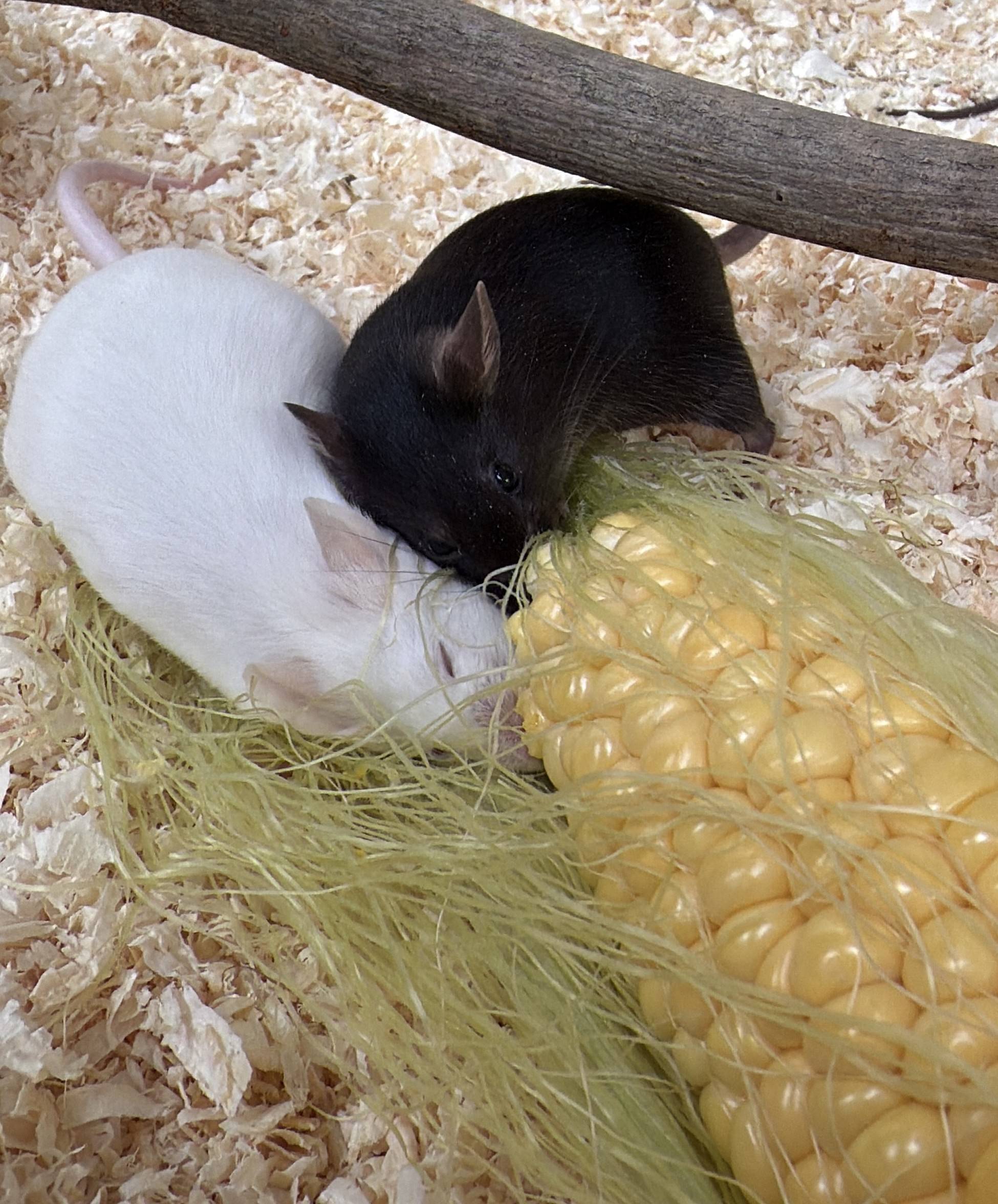 とうもろこしに食らいつくハツカネズミ.jpg