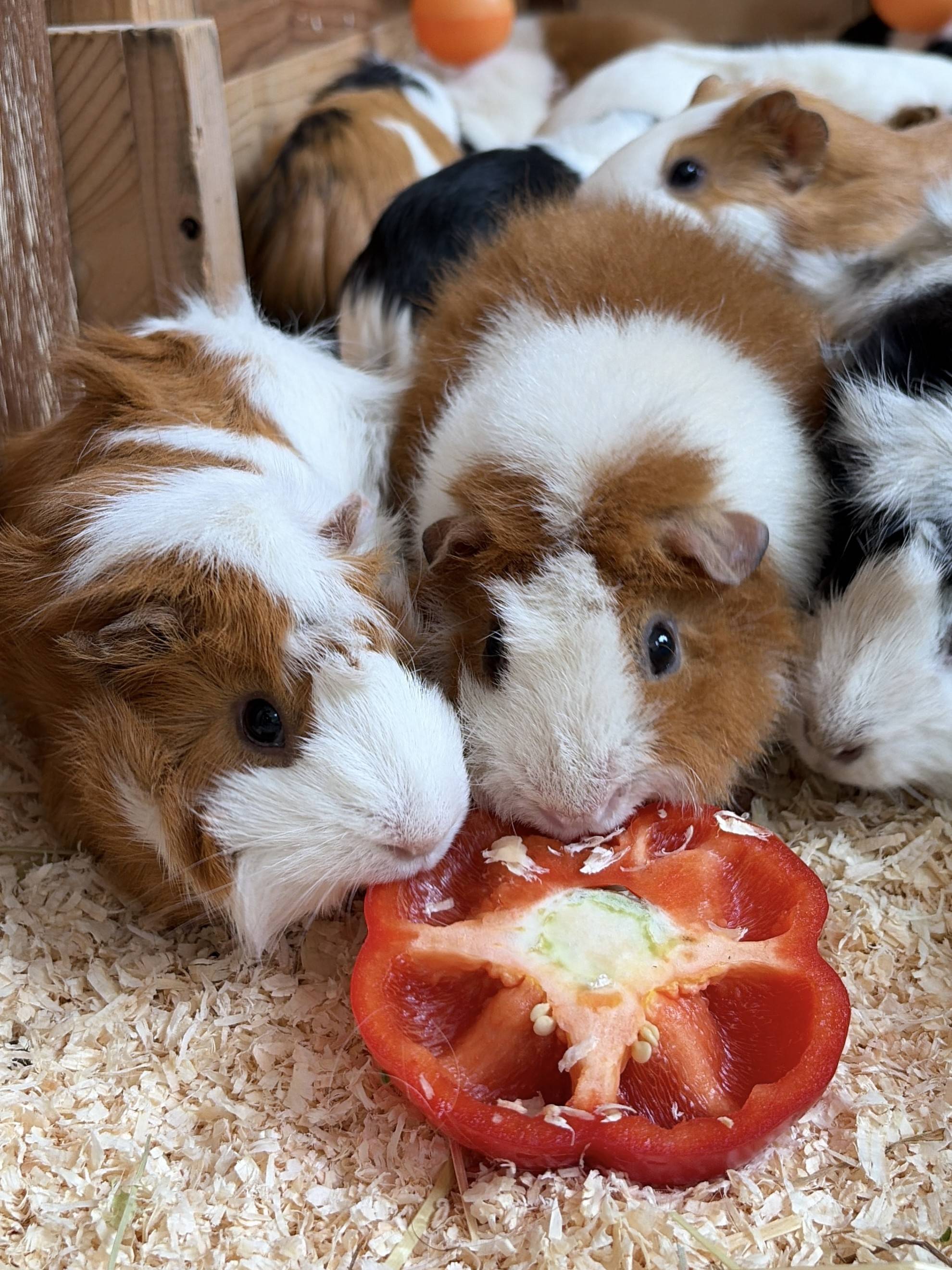 パプリカを食べるボボとビビット.jpg