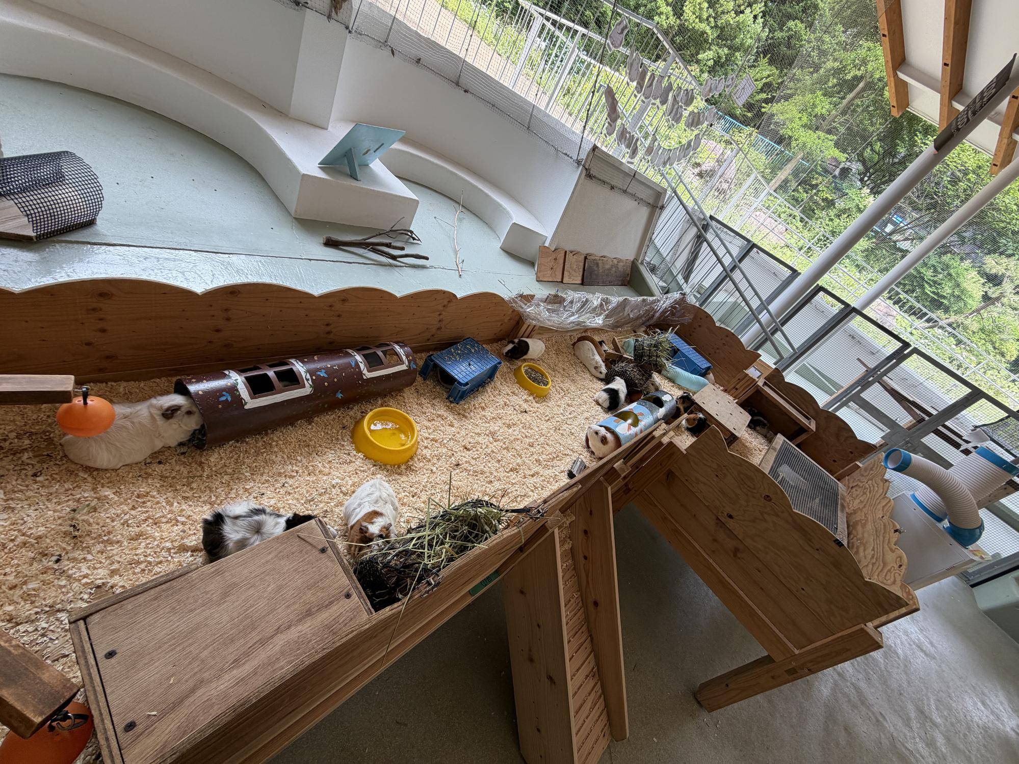 モルモットの展示場(外).jpg